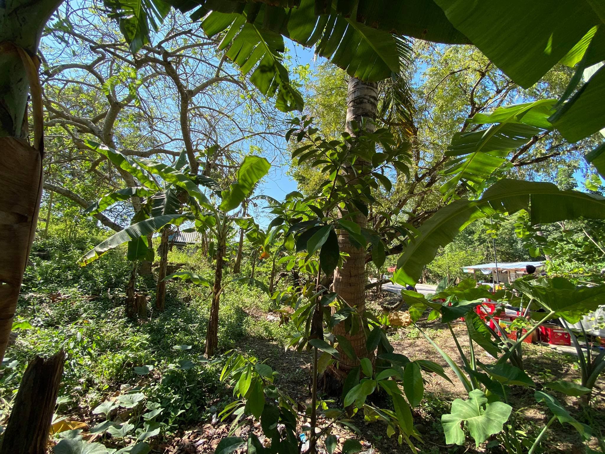 AGRICULTURAL LOT CLEAN TITLE IN POBLACION ,TABUELAN FOR SALE - photo 7