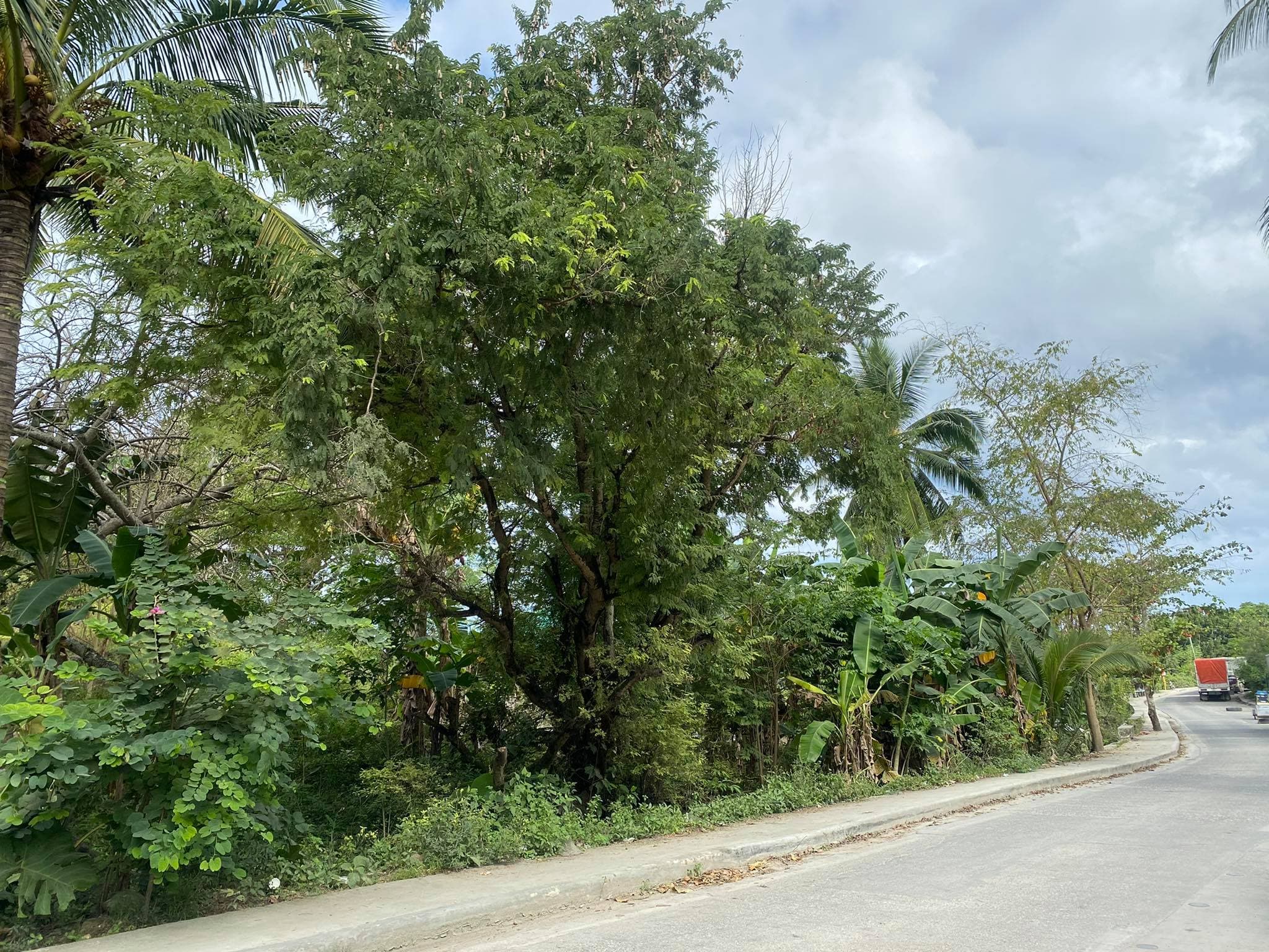 AGRICULTURAL LOT CLEAN TITLE IN POBLACION ,TABUELAN FOR SALE - photo 6