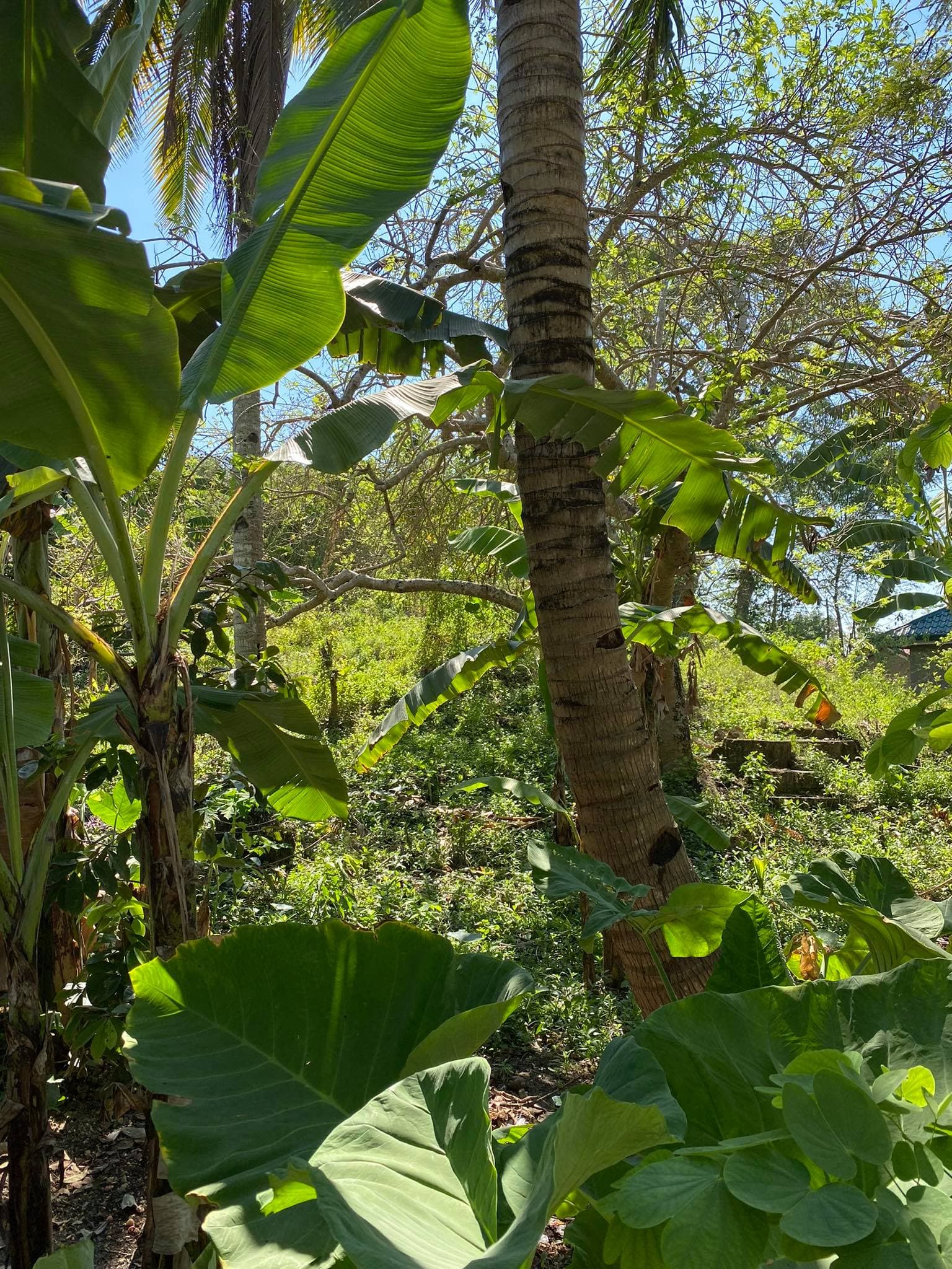 AGRICULTURAL LOT CLEAN TITLE IN POBLACION ,TABUELAN FOR SALE - photo 5