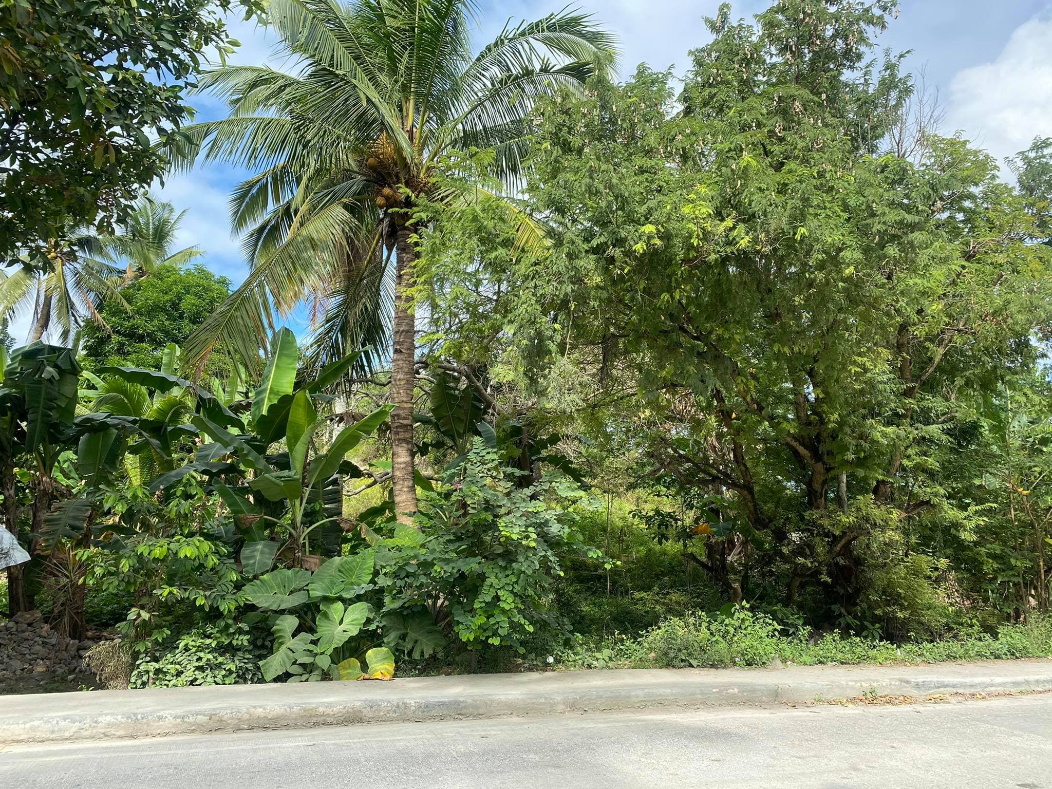 AGRICULTURAL LOT CLEAN TITLE IN POBLACION ,TABUELAN FOR SALE