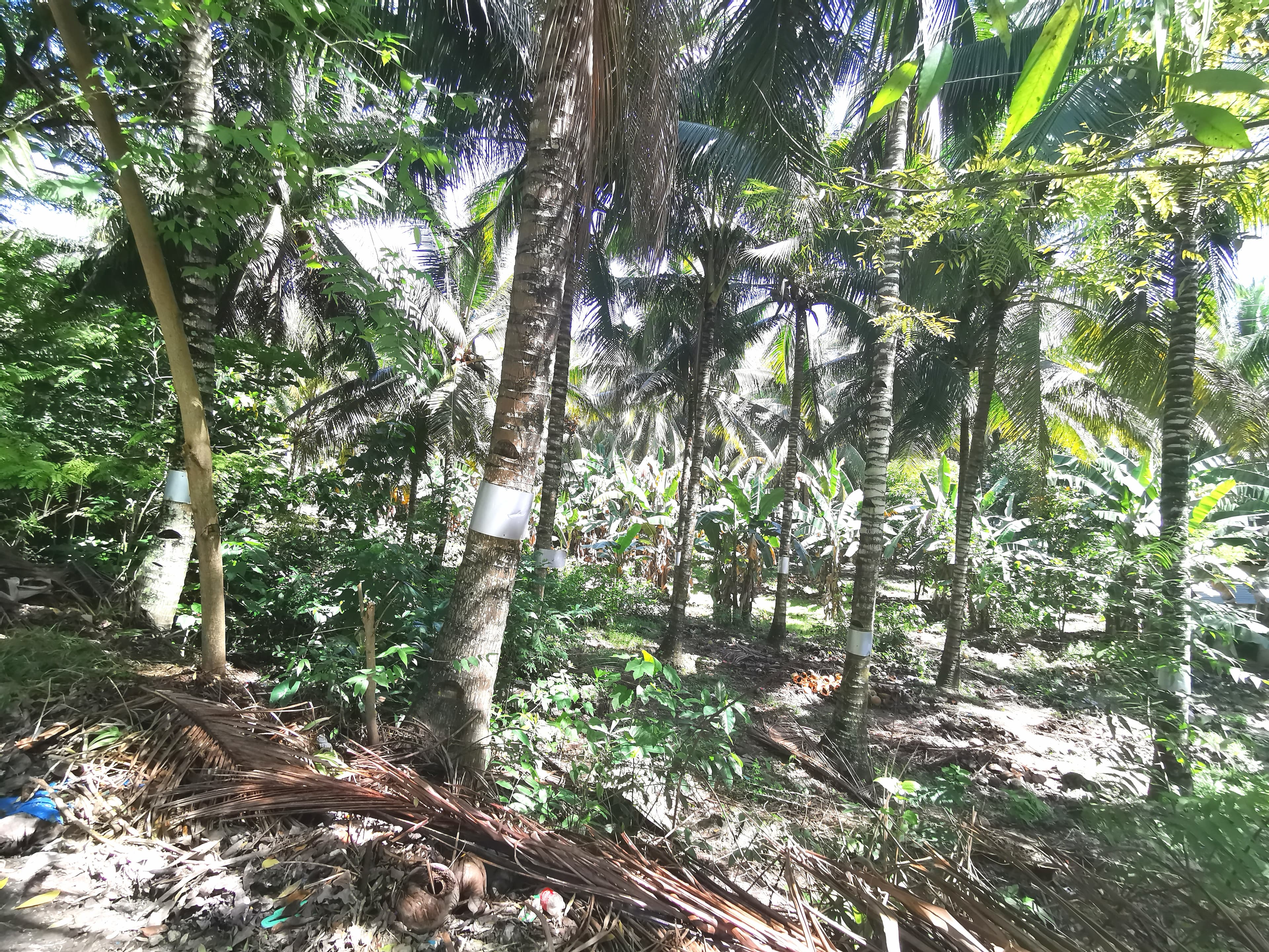 Lot for Sale in Argao - photo 3