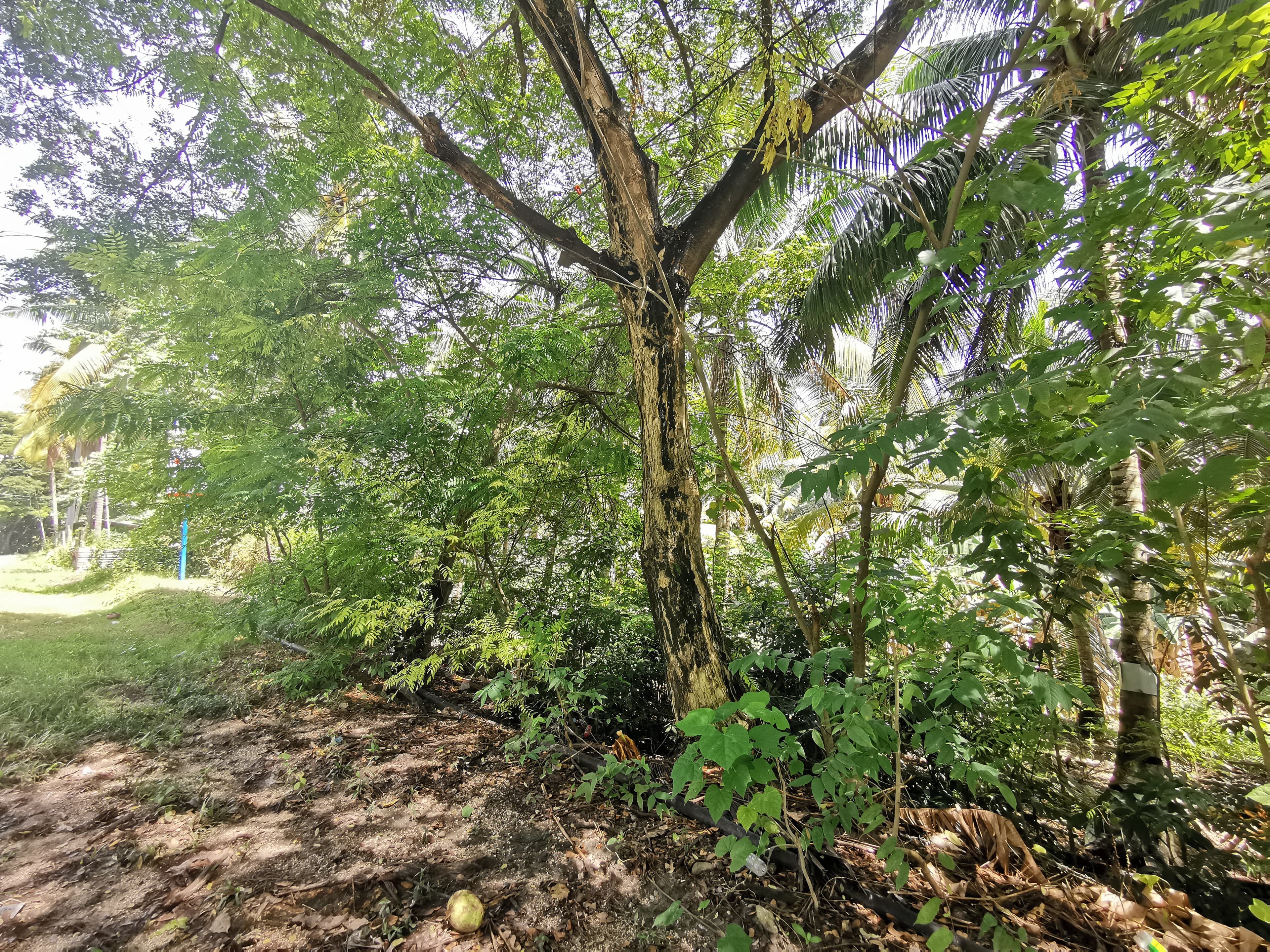 Lot for Sale in Argao - photo 4