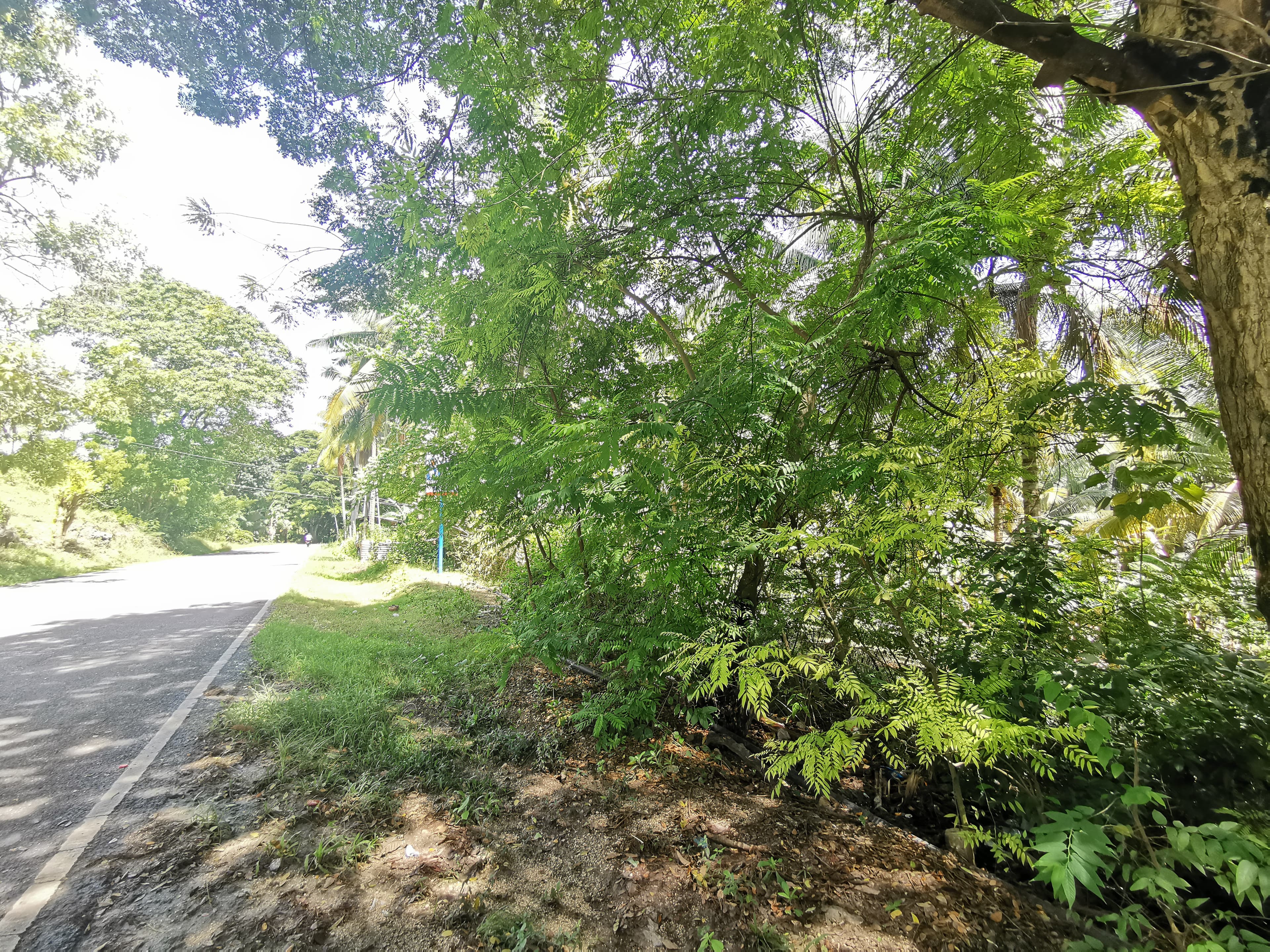 Lot for Sale in Argao - photo 5