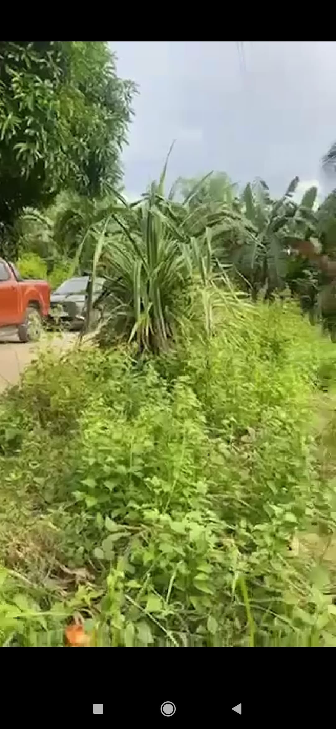 Agricultural Lot in Naga Cebu for Sale - photo 2