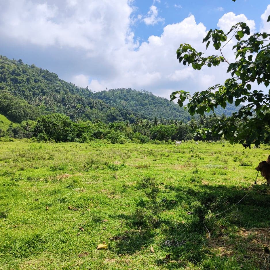 1 hectare Agricultural lot For sale - photo 3