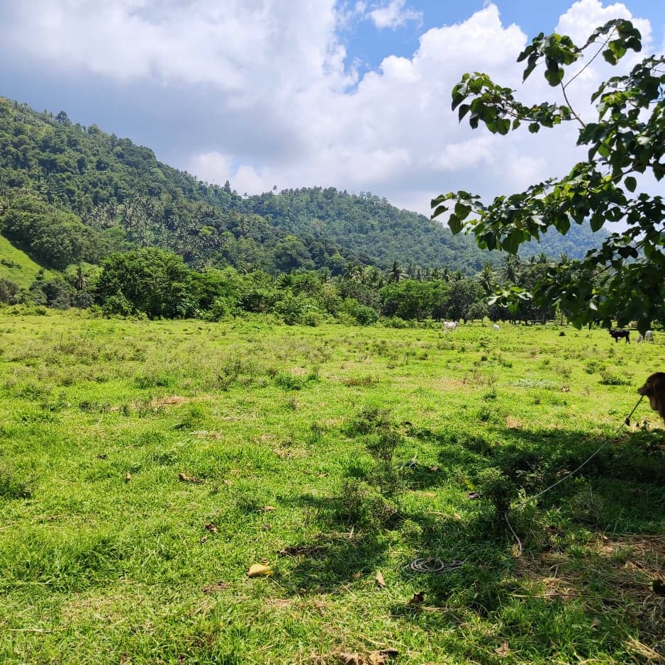 1 hectare Agricultural lot For sale - photo 2