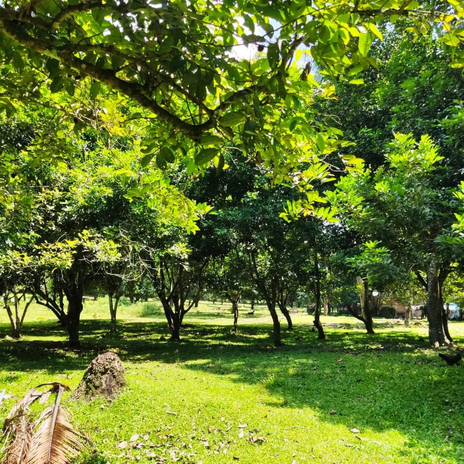 1 hectare Agricultural lot For sale - photo 1