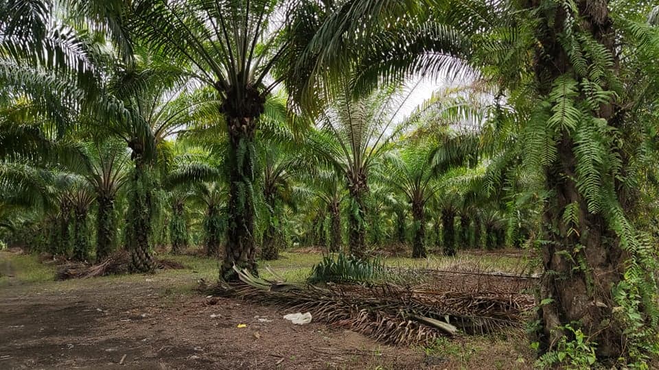 2 hectares african palm tree plantation - photo 2