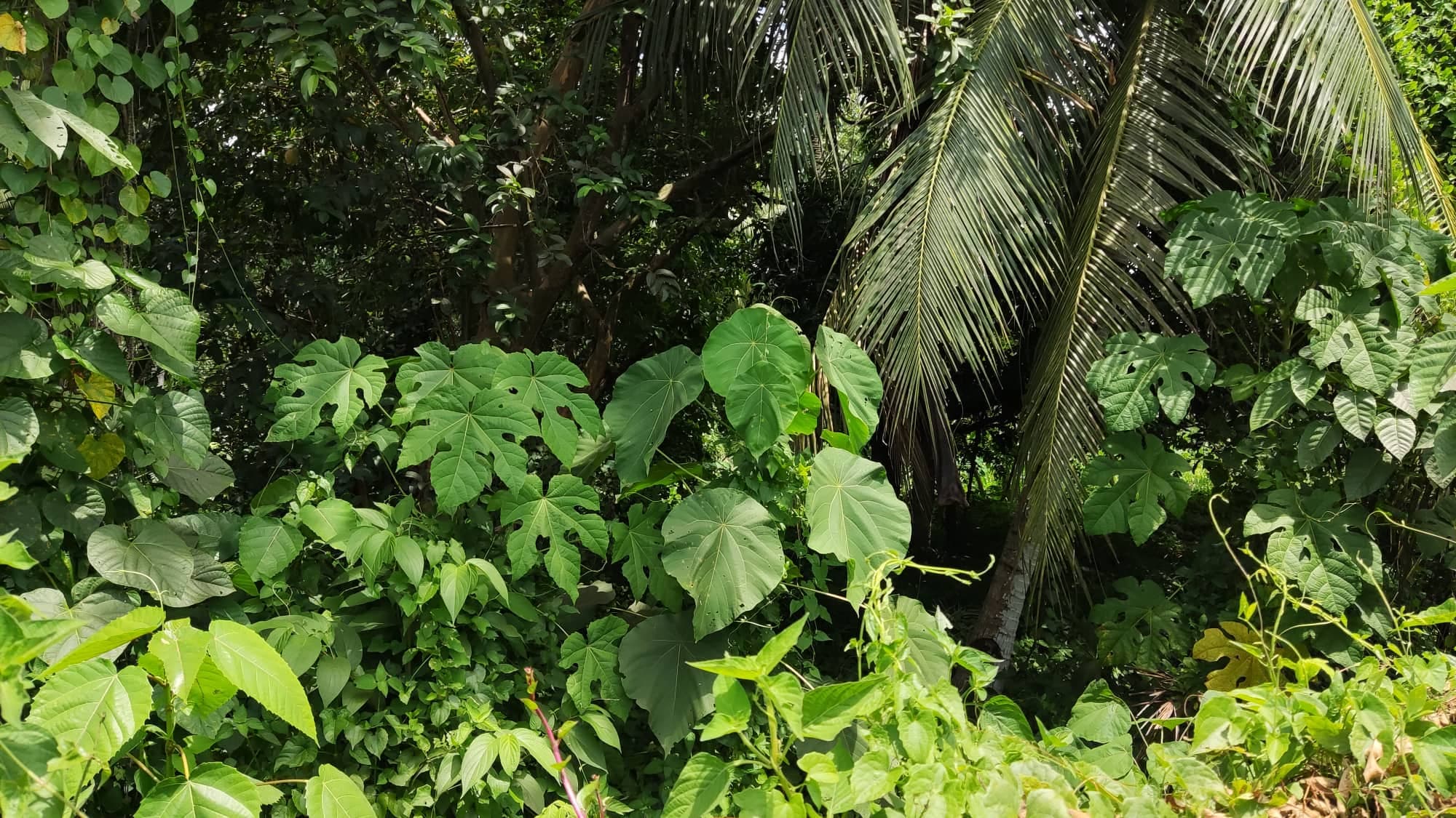 Commercial property 8646 sqm along road - photo 2