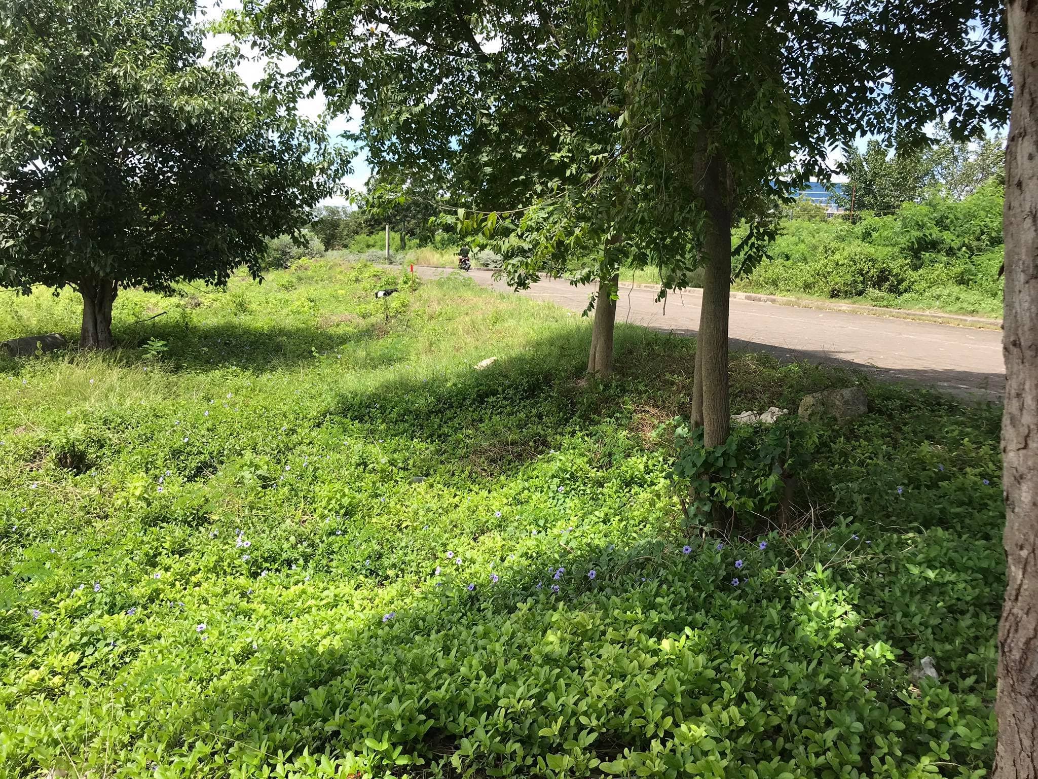 Beach lot for sale - photo 3