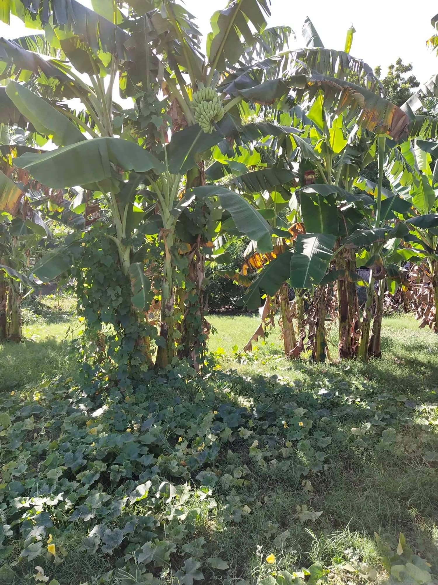 Affordable lot for sale - photo 6