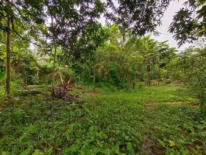 Lot for sale in Cabadbaran City - photo 3
