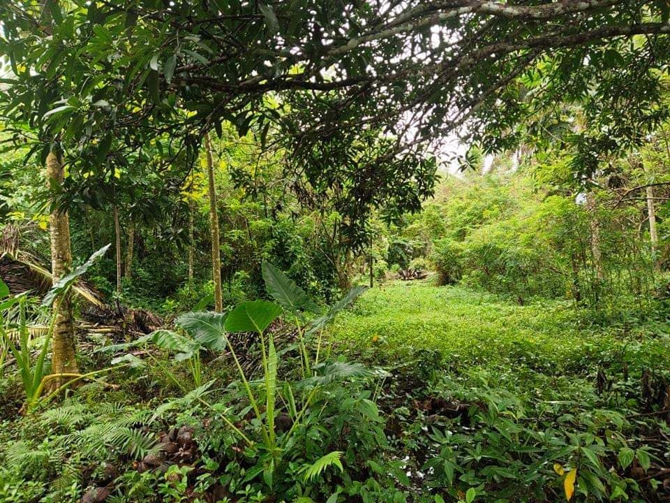 Lot for sale in Cabadbaran City - photo 4