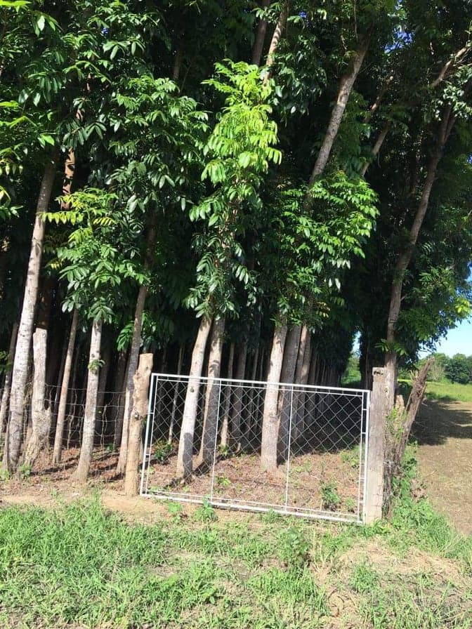 For Sale Mahogany Plantation - photo 7