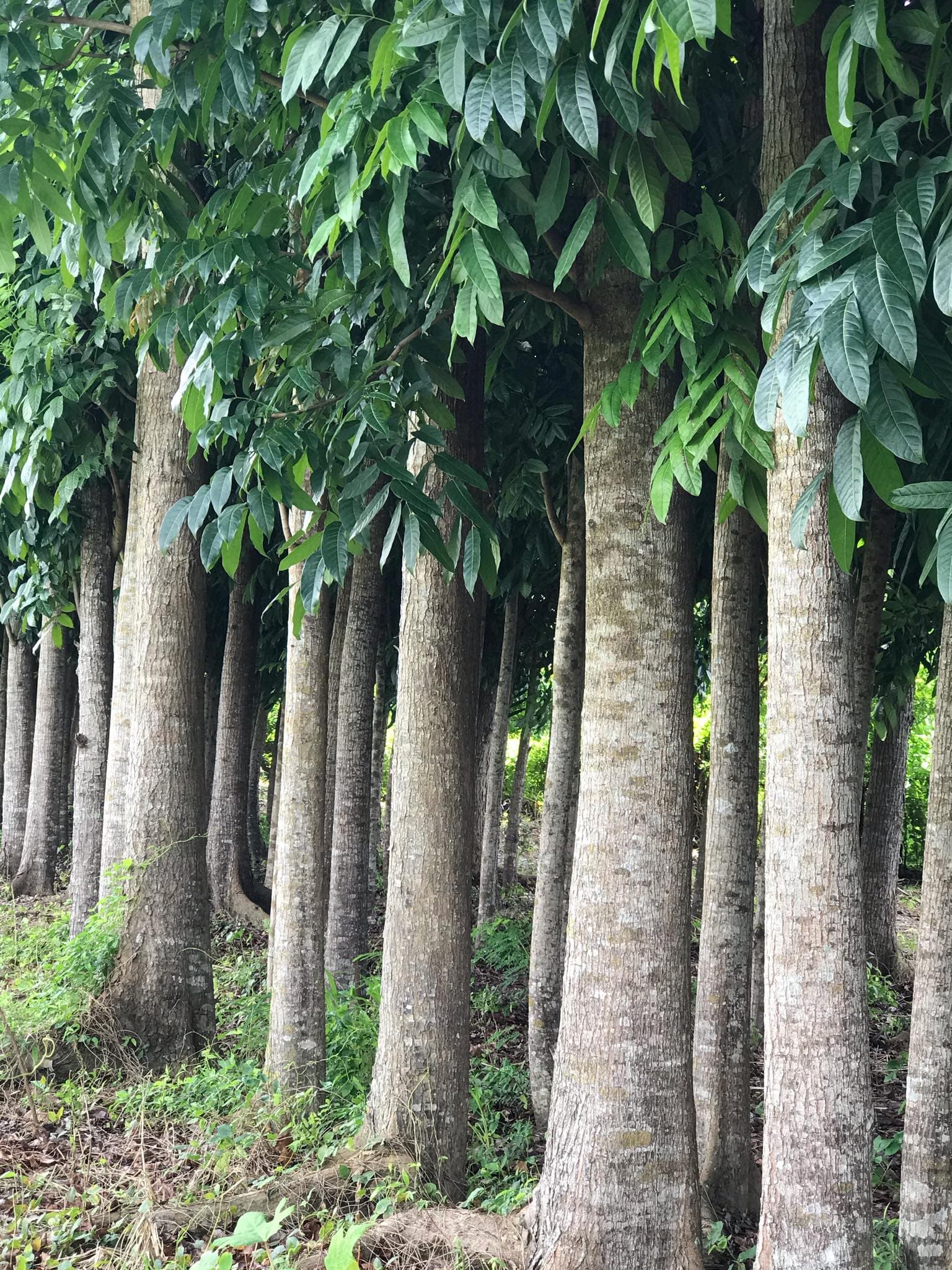 For Sale Mahogany Plantation - photo 2