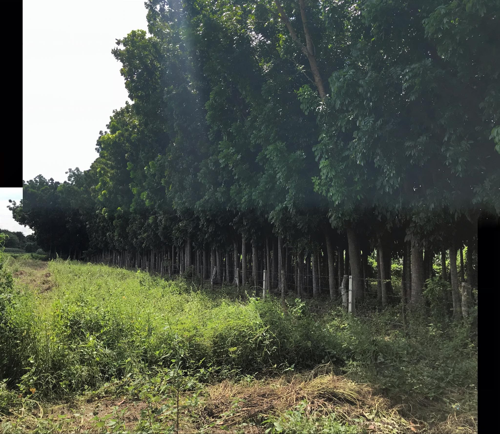 For Sale Mahogany Plantation - photo 6