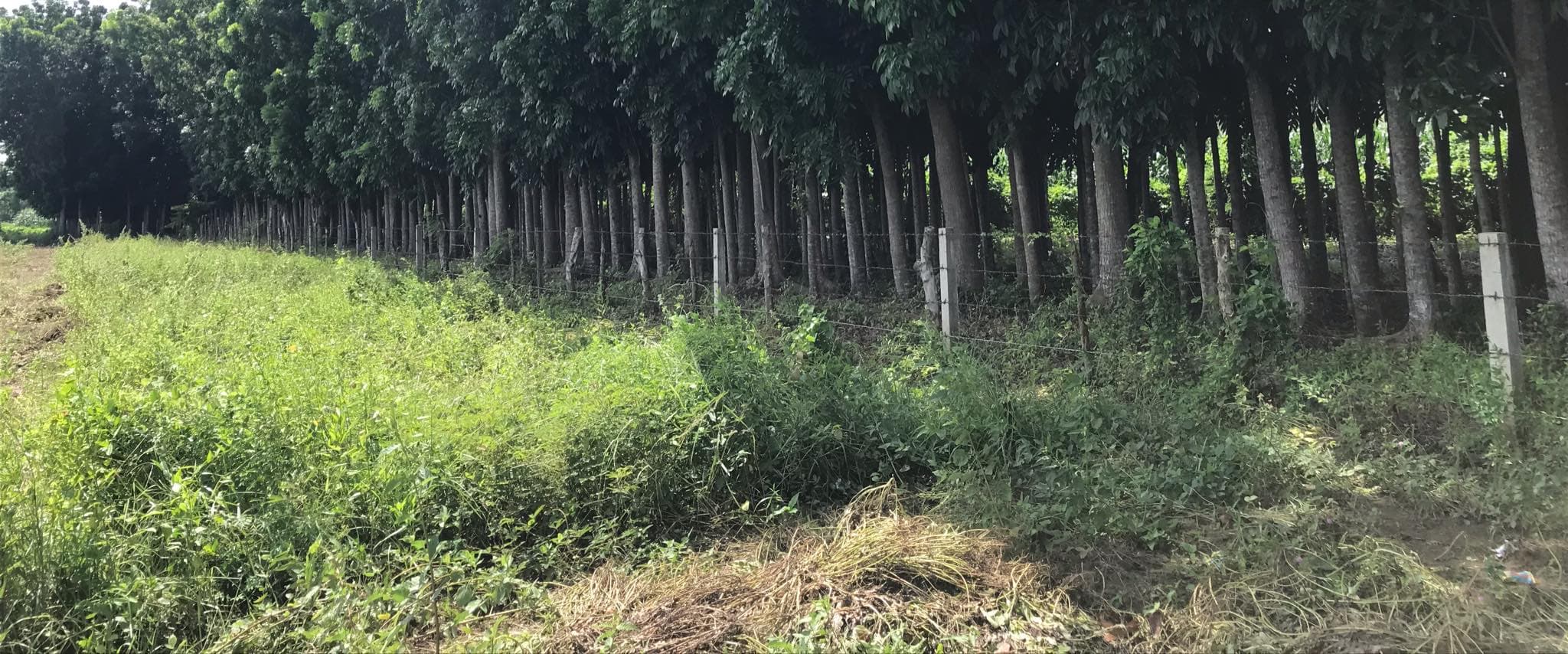 For Sale Mahogany Plantation - photo 5