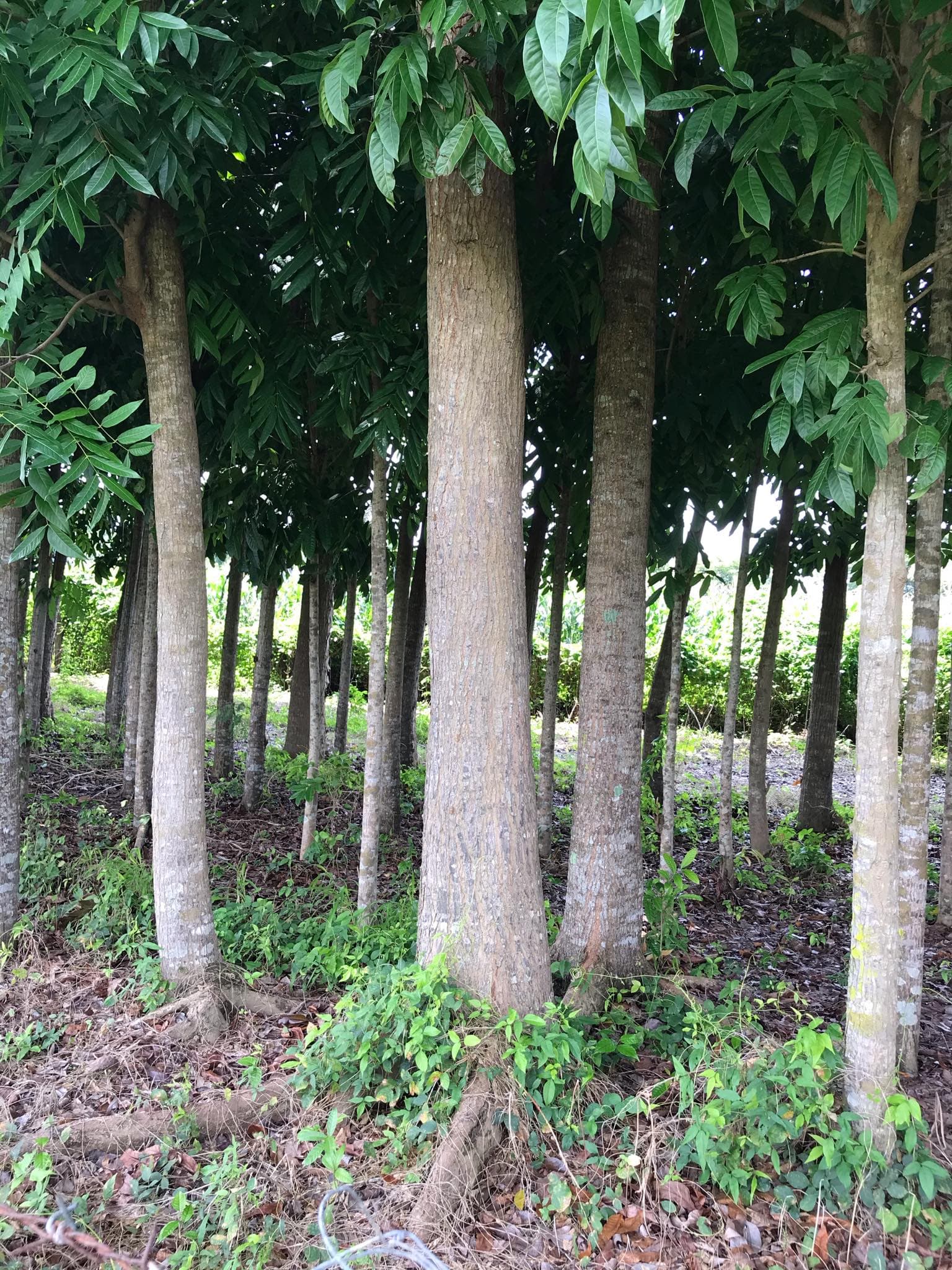 For Sale Mahogany Plantation - photo 3