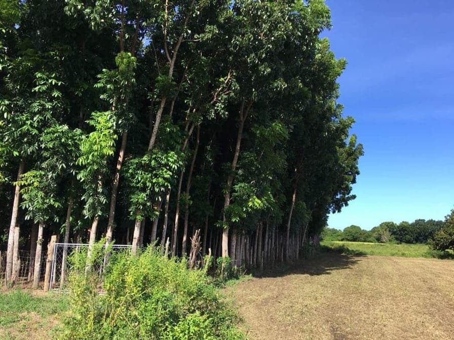 For Sale Mahogany Plantation - photo 1