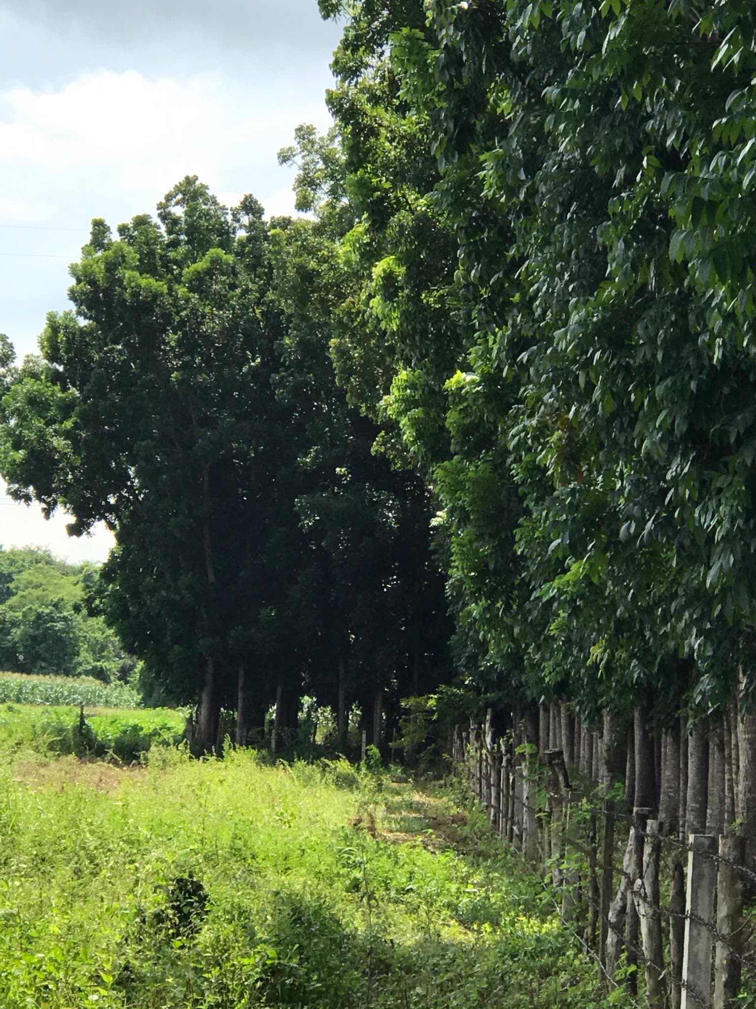 For Sale Mahogany Plantation - photo 4