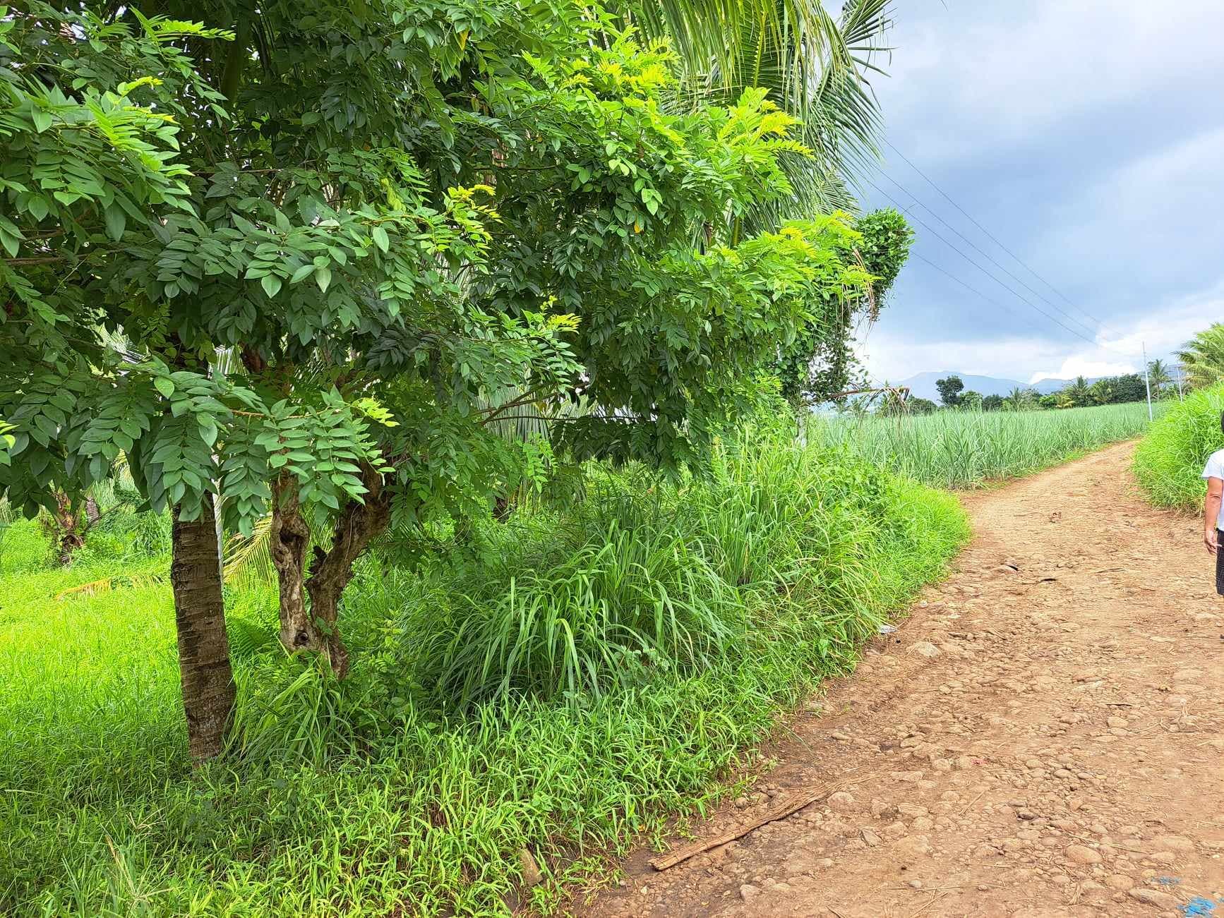 ORMOC CITY LOT FOR SALE - photo 3