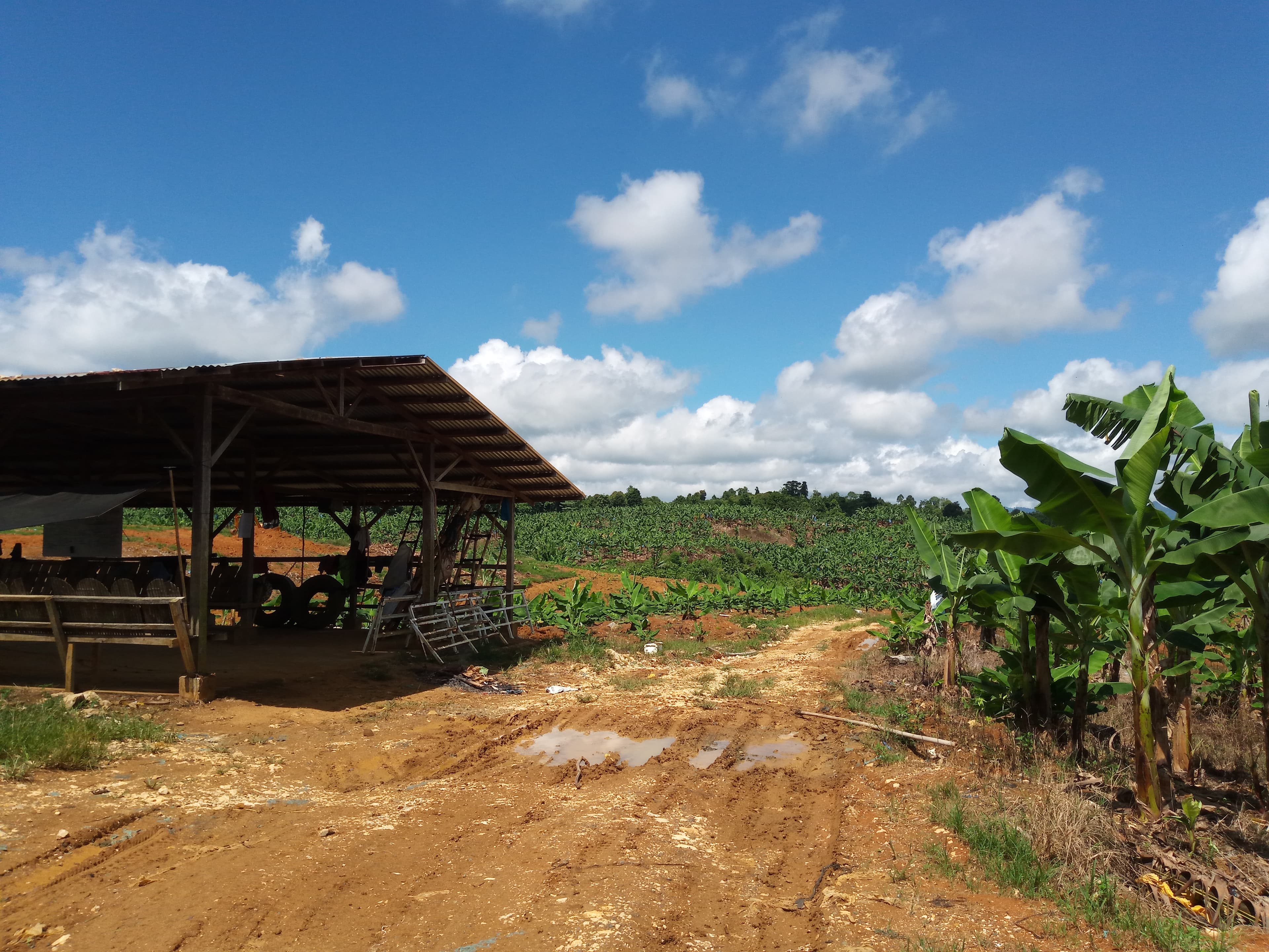 BANANA PLANTATION - photo 5