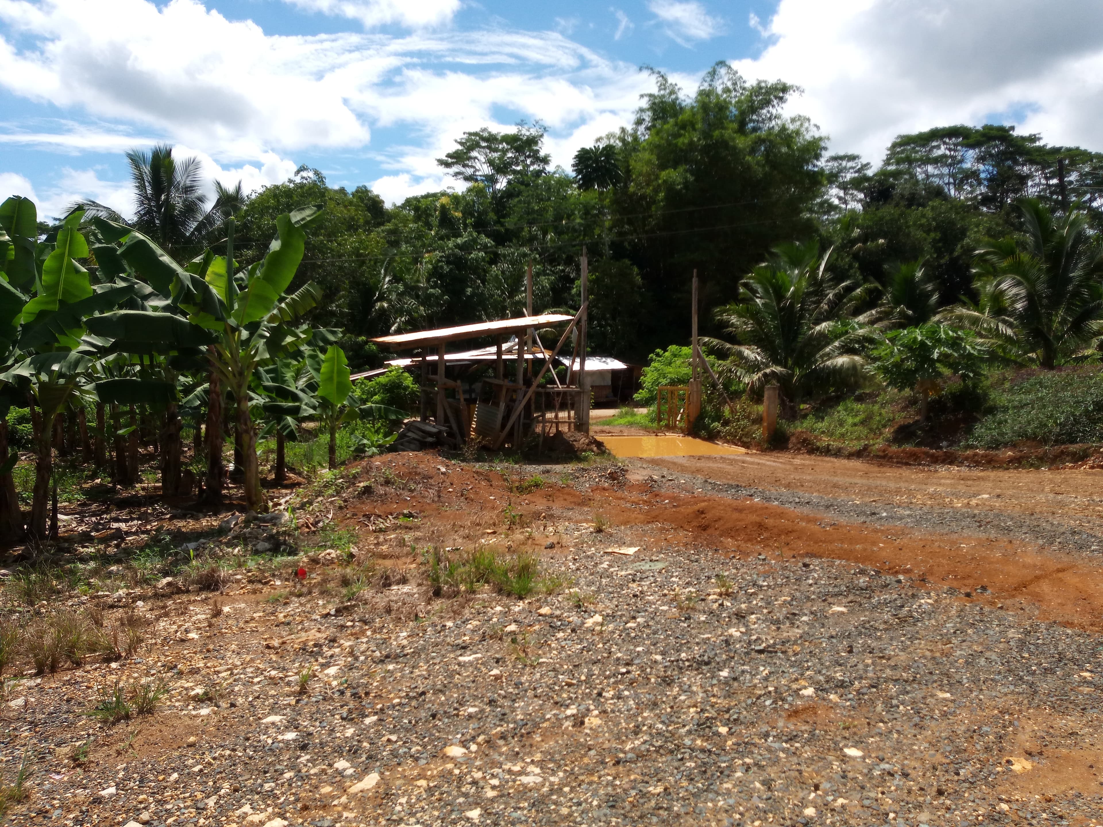 BANANA PLANTATION - photo 2