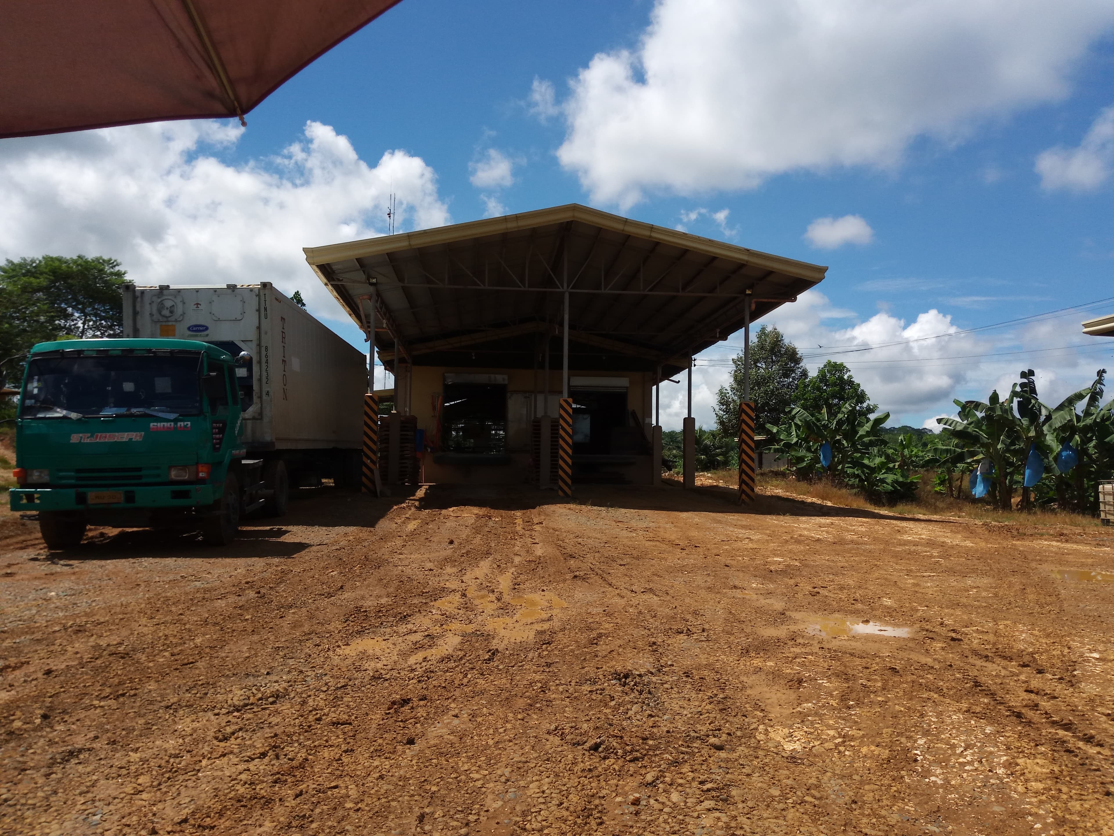 BANANA PLANTATION - photo 7