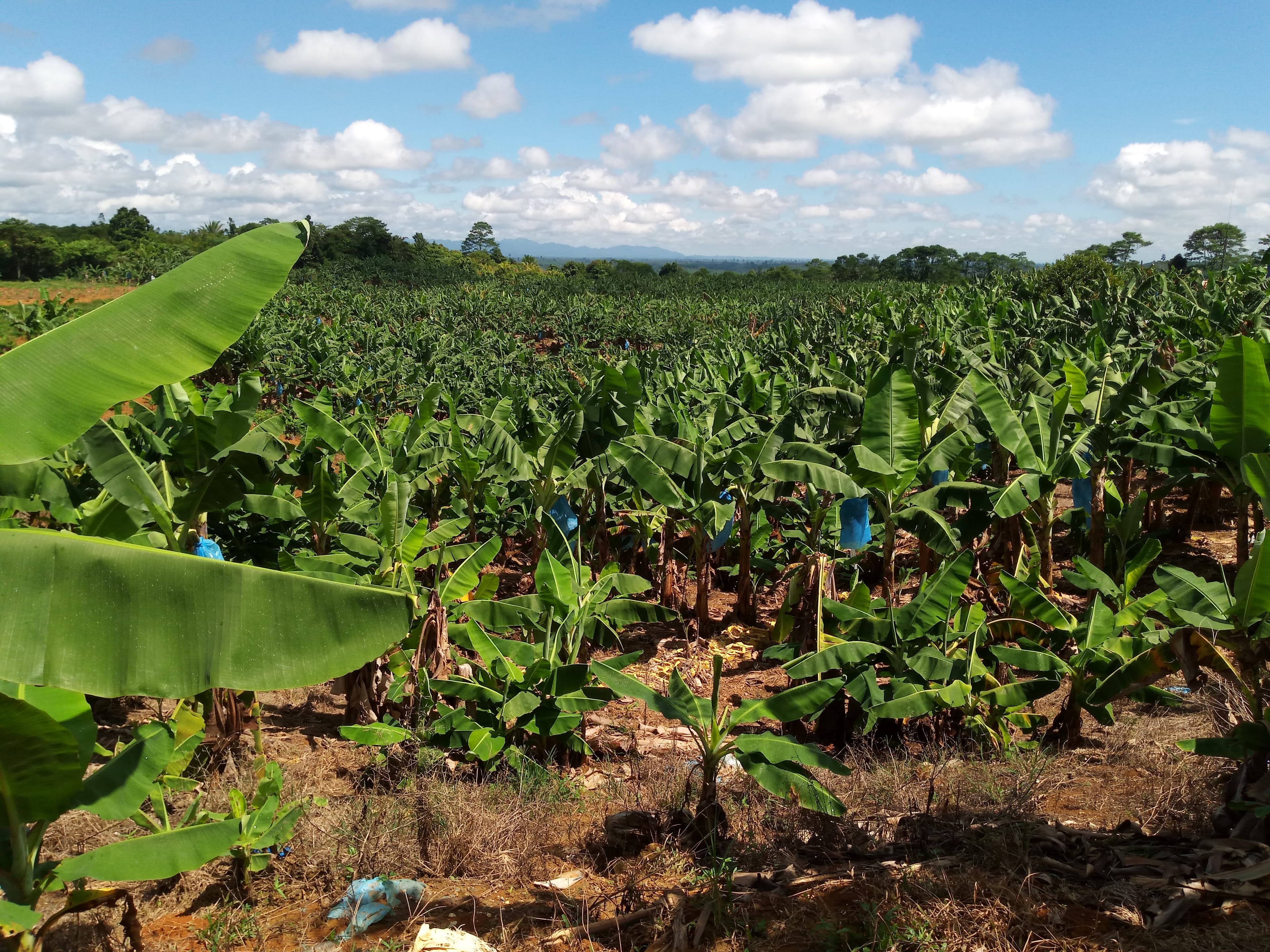 BANANA PLANTATION - photo 6