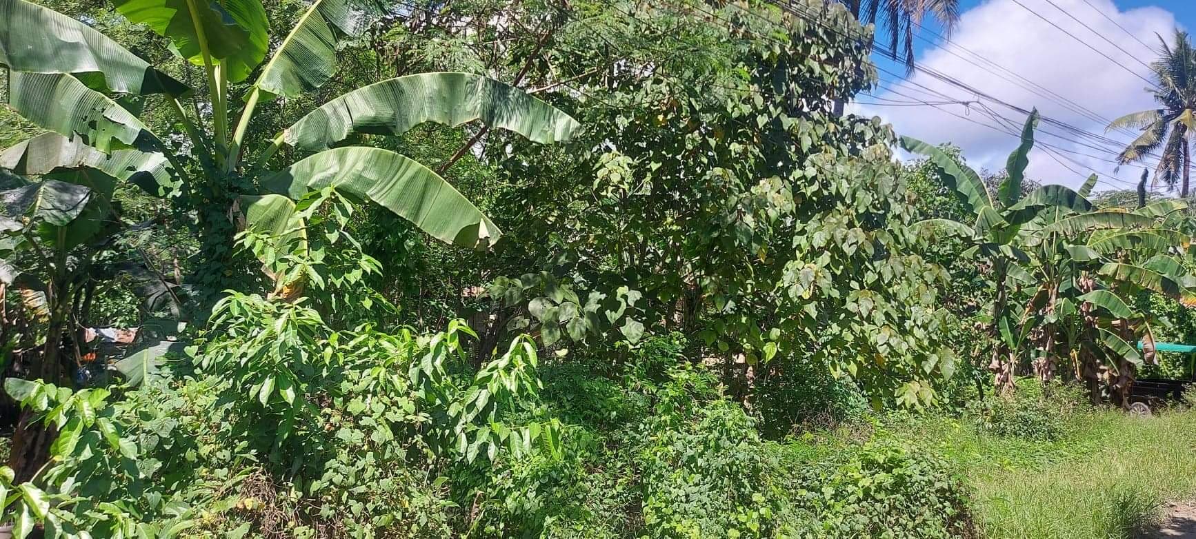 Lot for Sale - photo 6