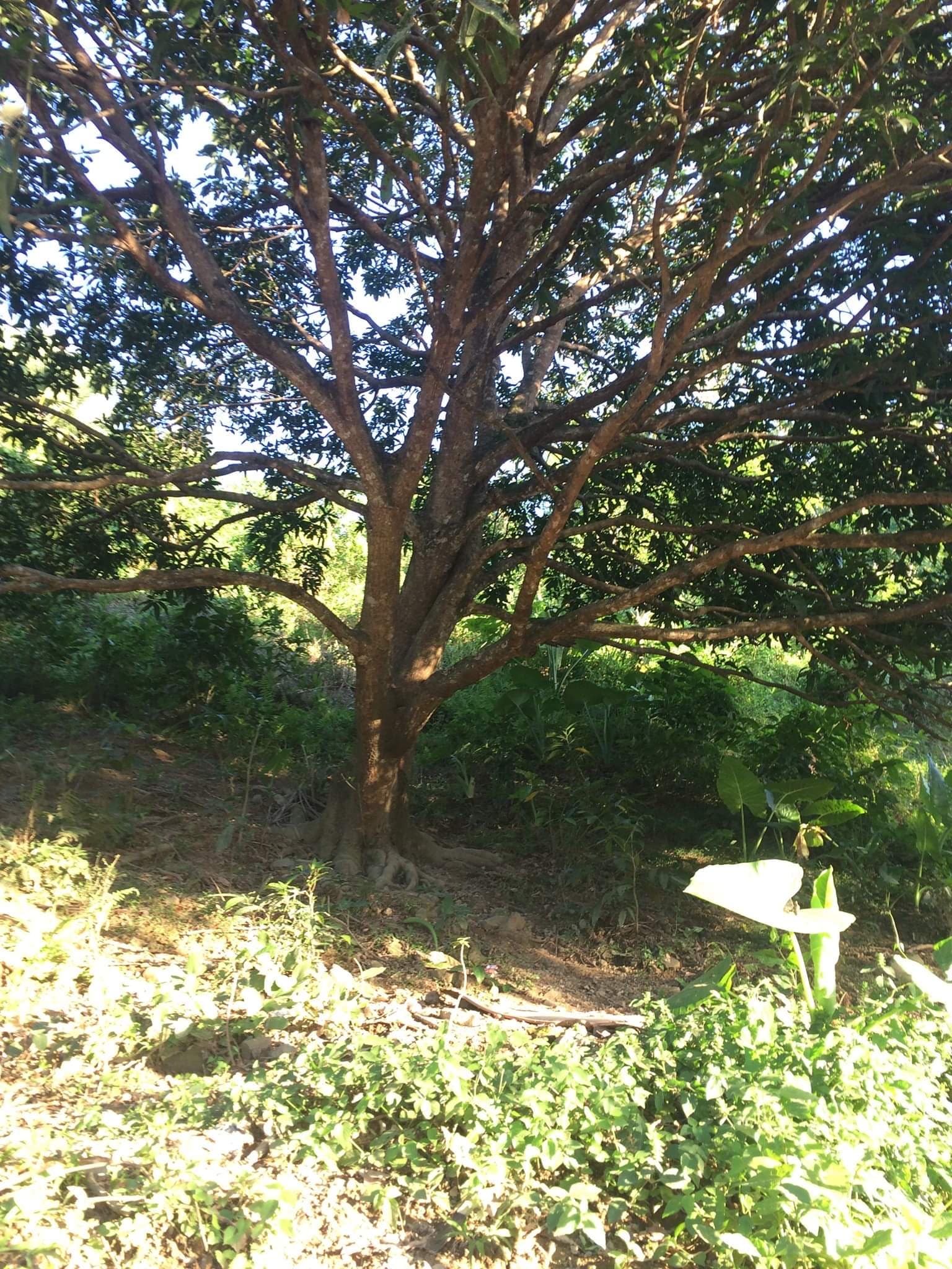 Farm Lot for Sale - photo 5