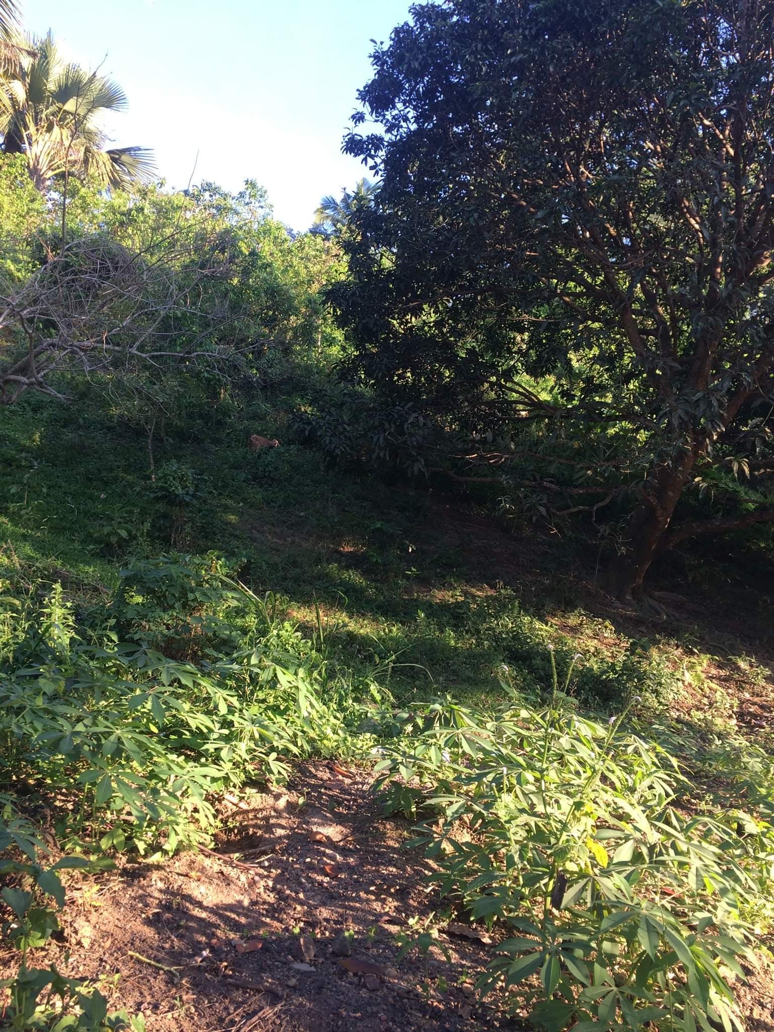 Farm Lot for Sale - photo 7