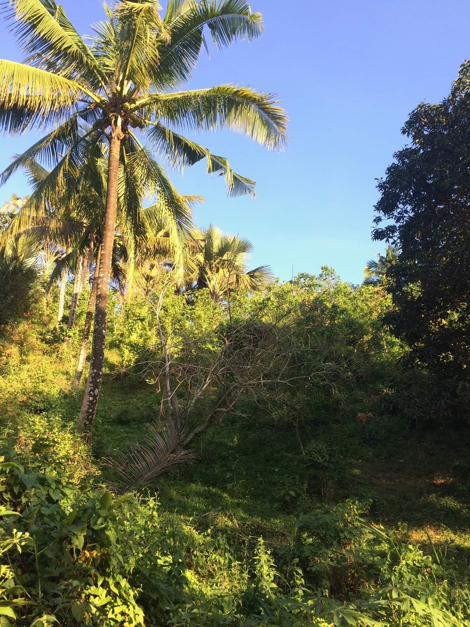 Farm Lot for Sale - photo 3