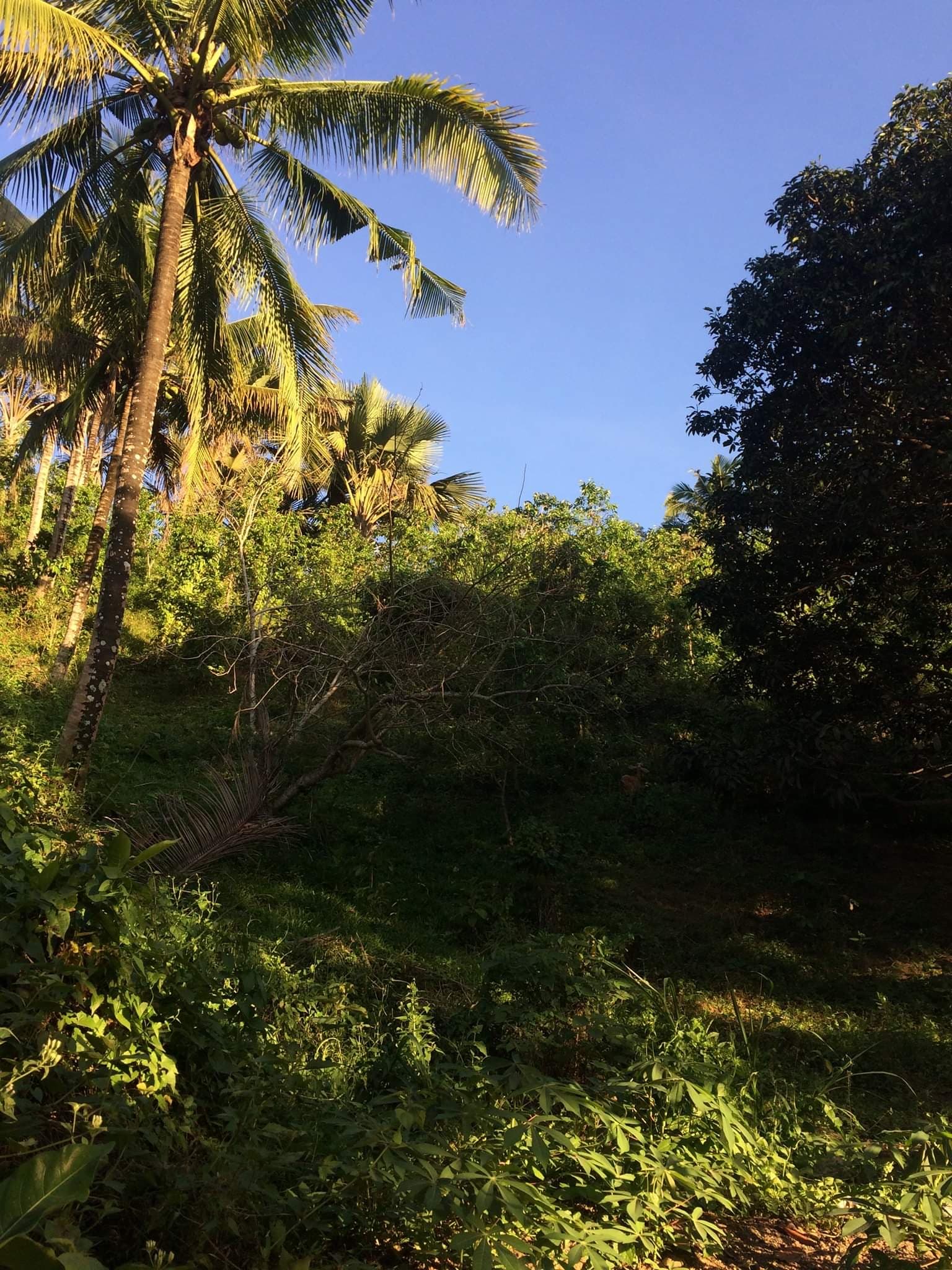 Farm Lot for Sale - photo 2