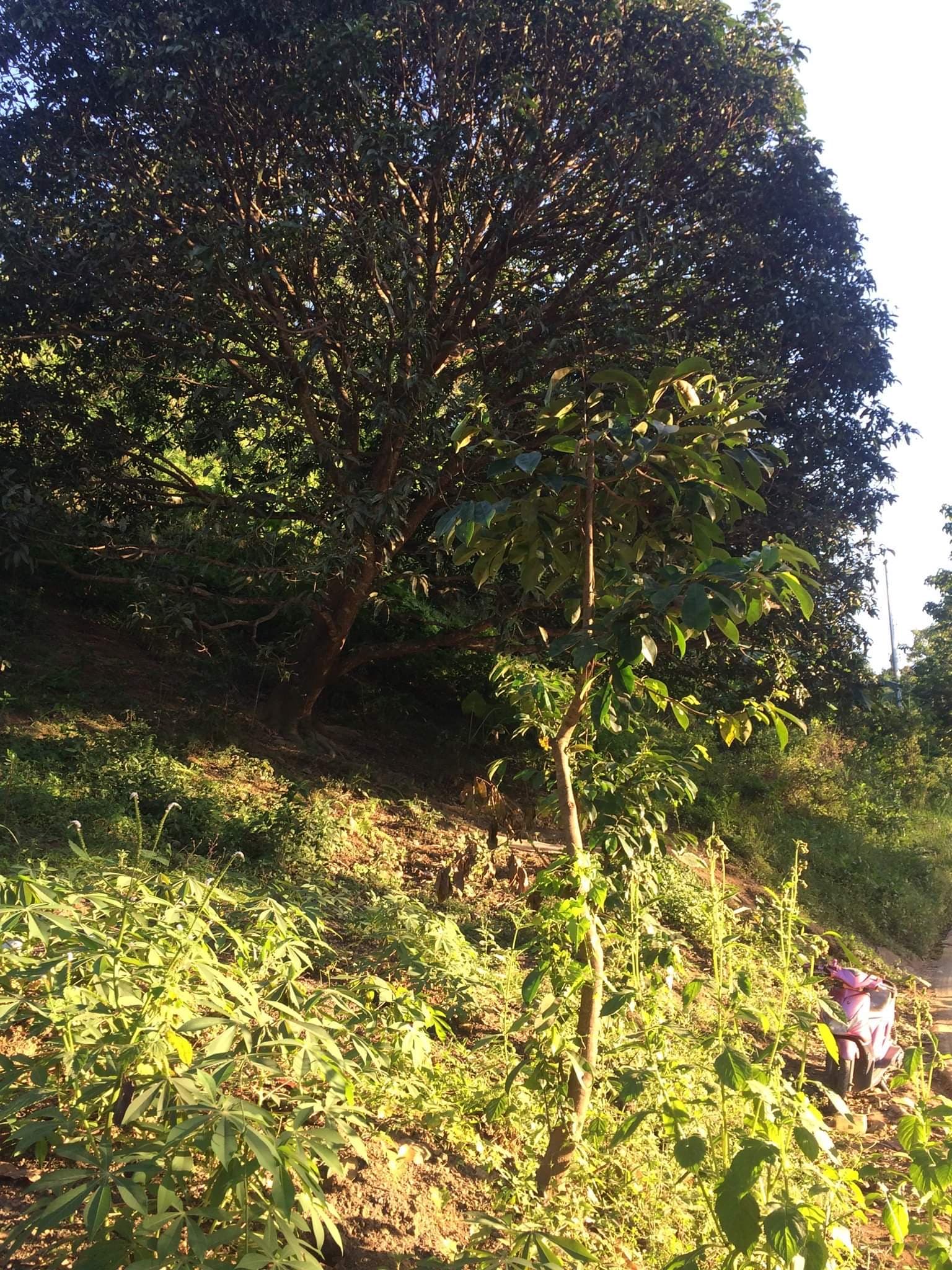 Farm Lot for Sale - photo 6