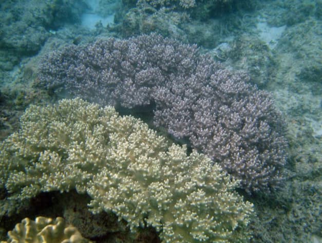 12.3 HECTARES WHITE SAND BEACH PROPERTY FOR SALE - photo 5