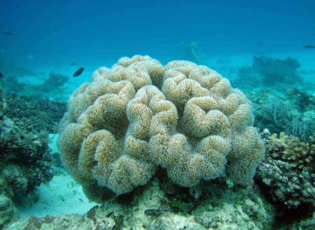 12.3 HECTARES WHITE SAND BEACH PROPERTY FOR SALE - photo 3