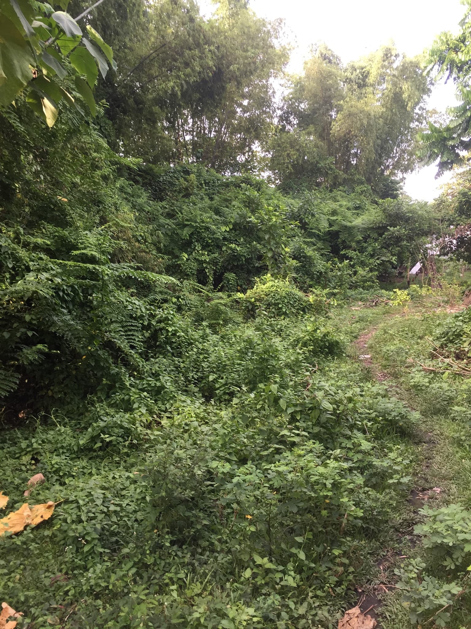 Upper cantel-e Lot - photo 2