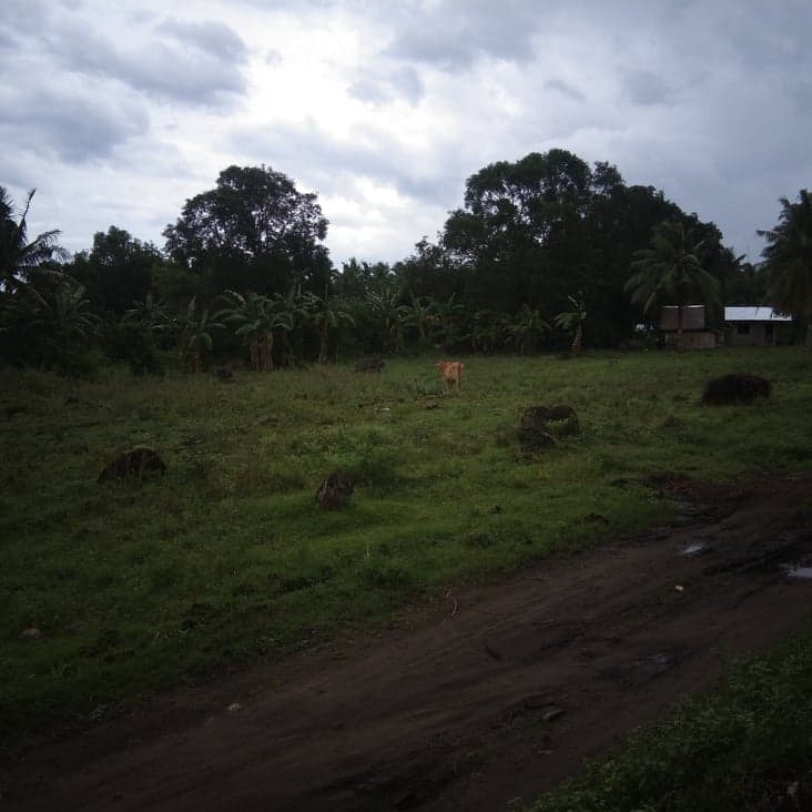 6000 sqm. lot isugan bacong - photo 4