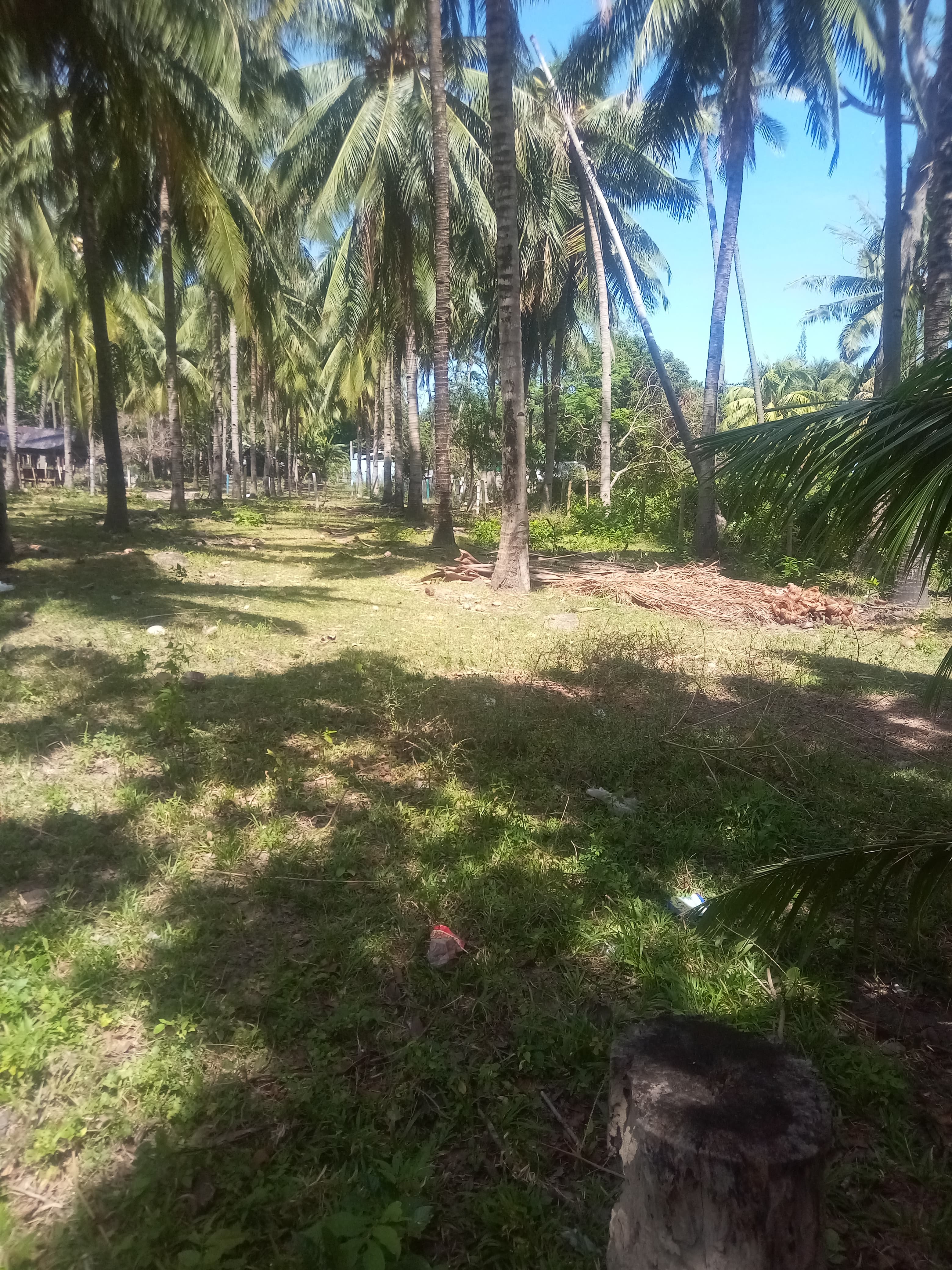 Maayong tubig dauin near the beach lot - photo 5