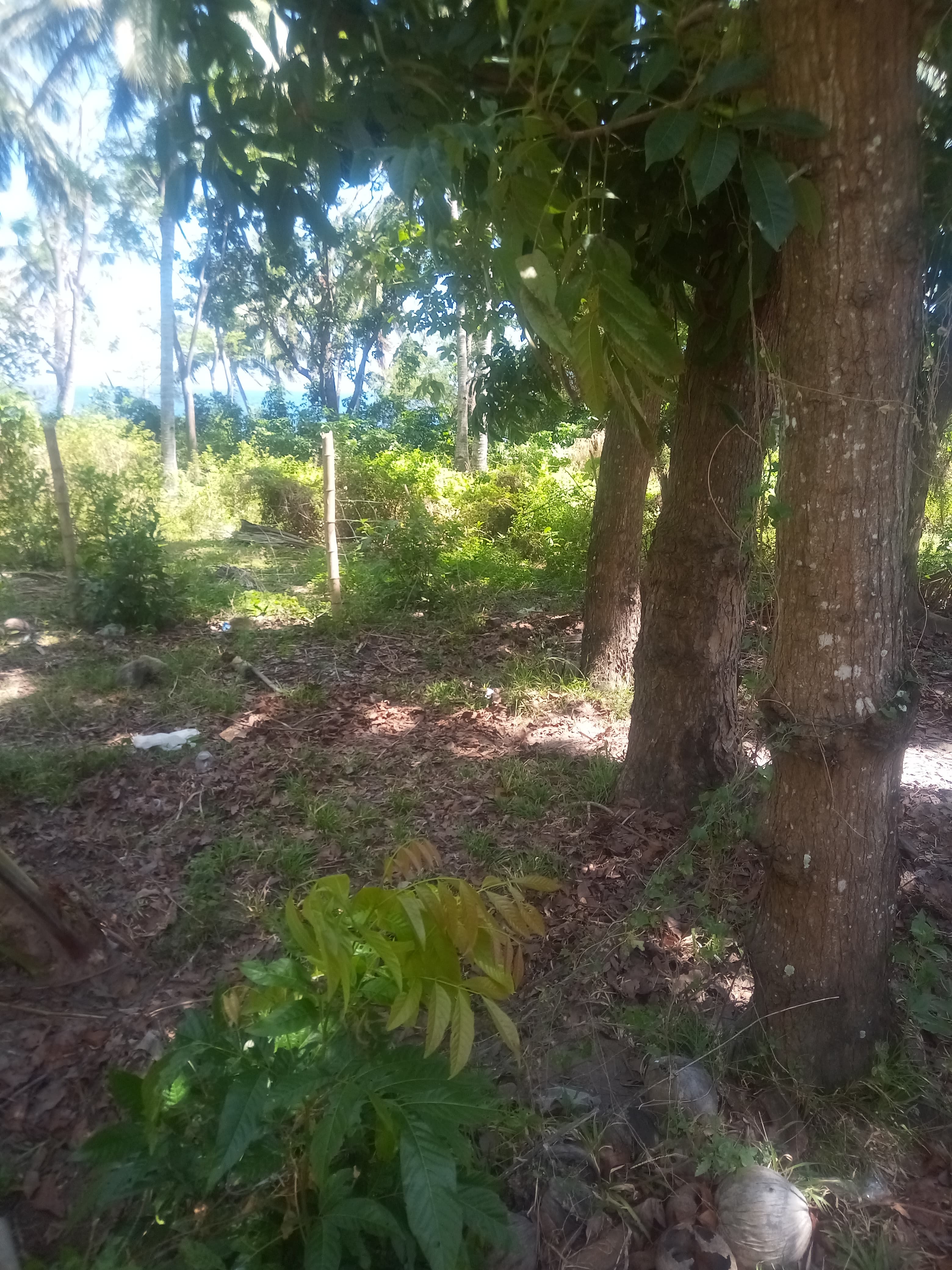 Maayong tubig dauin near the beach lot - photo 3