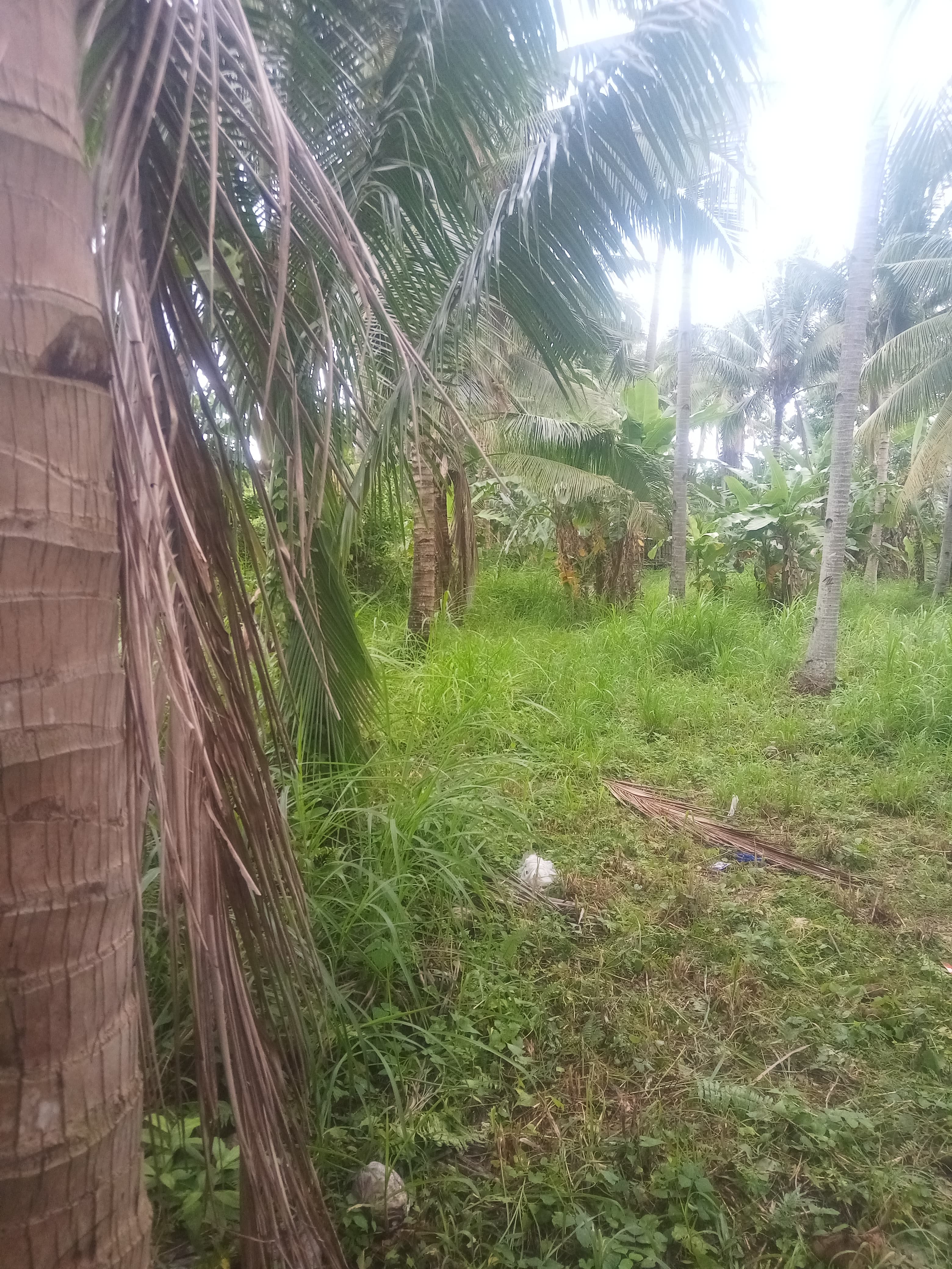 Bong ao Valencia Negros Oriental - photo 3