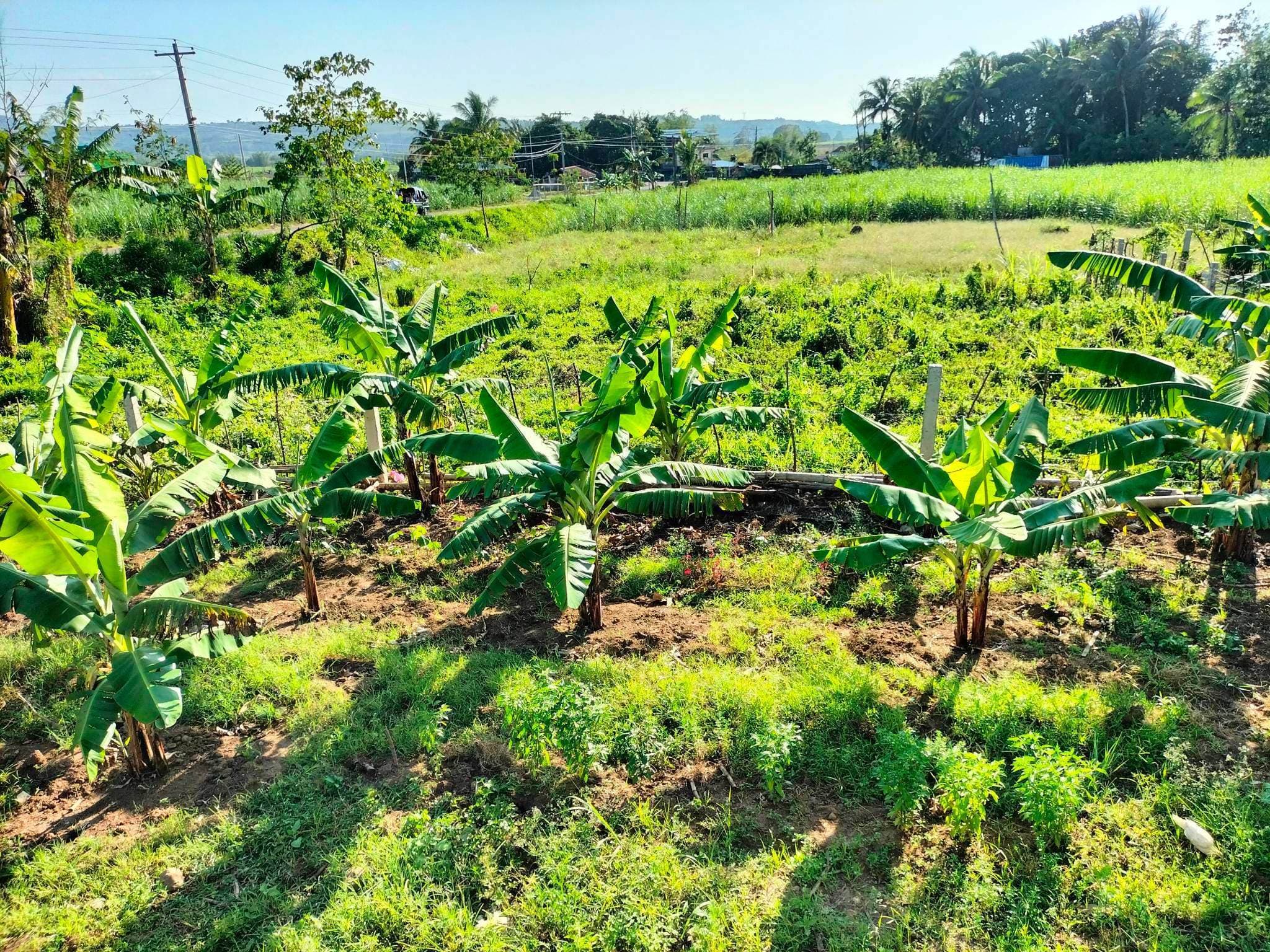 2,000Sq.m. Lot area, LOT FOR SALE!! - photo 4