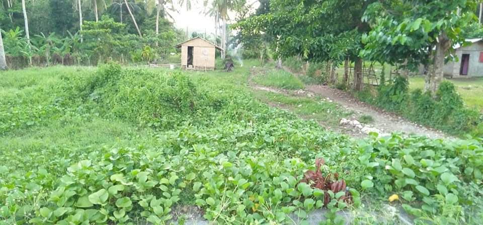Lot for sale along provincial highway of Poblacion Pio V. Corpus Masbate - photo 2