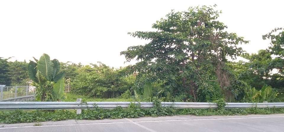 Lot for sale along provincial highway of Poblacion Pio V. Corpus Masbate