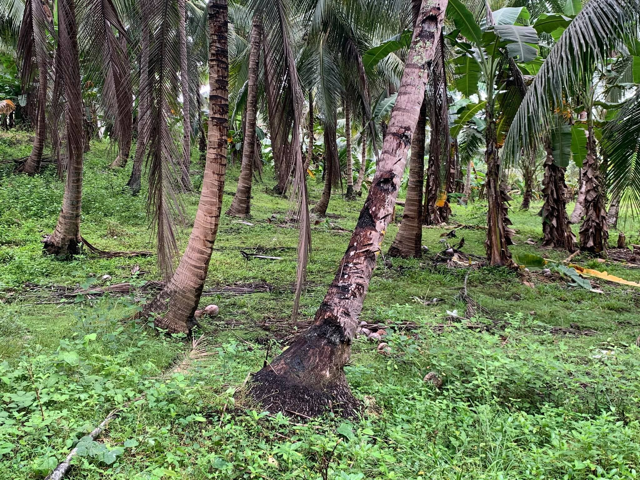 Taluya Glan Highway Property - photo 5