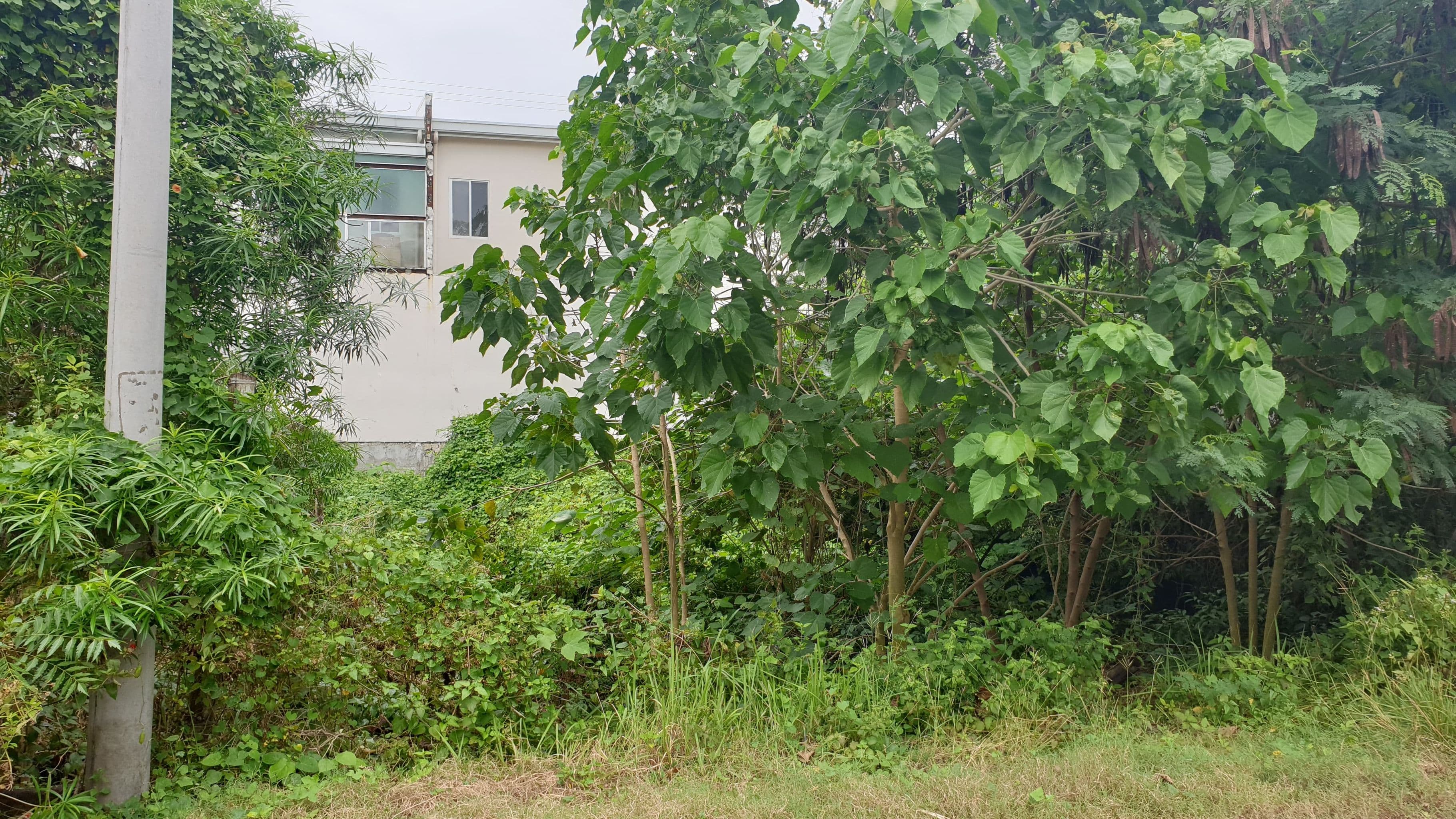Lot for sale inside Grant Ville Subdivision in Lapu-lapu City - photo 4