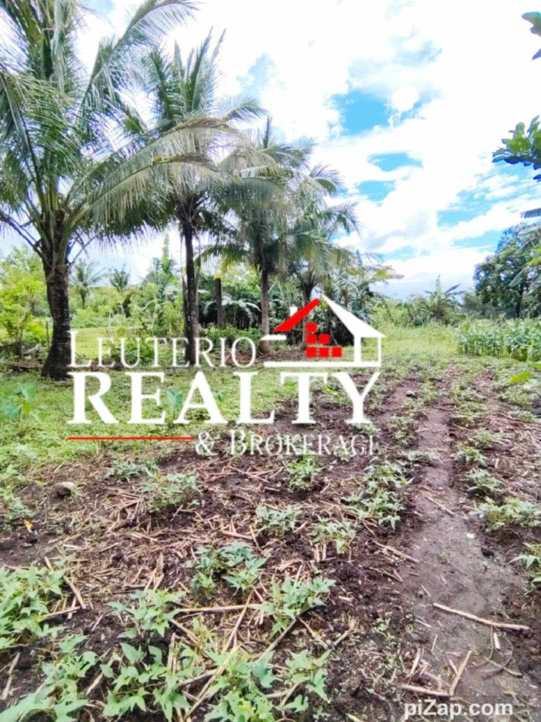 Farm Lot in Pacol/Carolina - photo 5