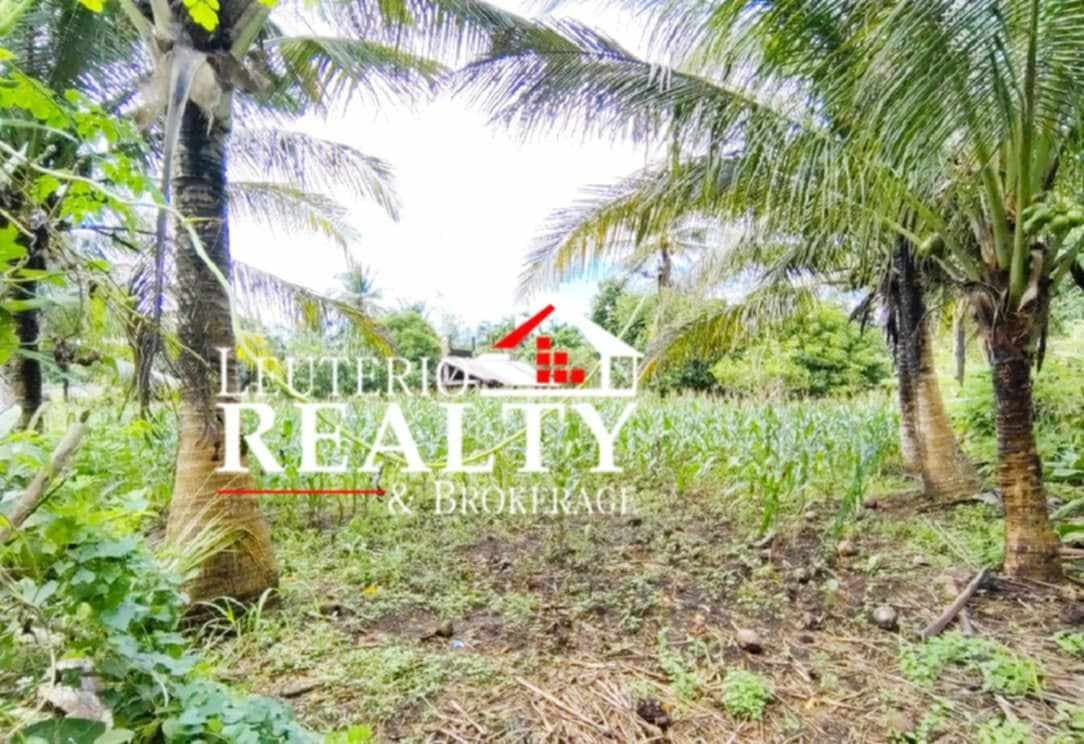 Farm Lot in Pacol/Carolina - photo 4