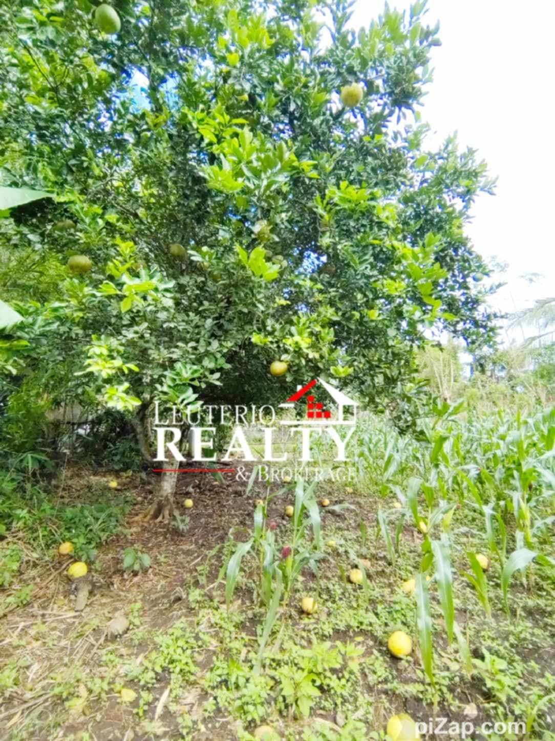 Farm Lot in Pacol/Carolina - photo 2